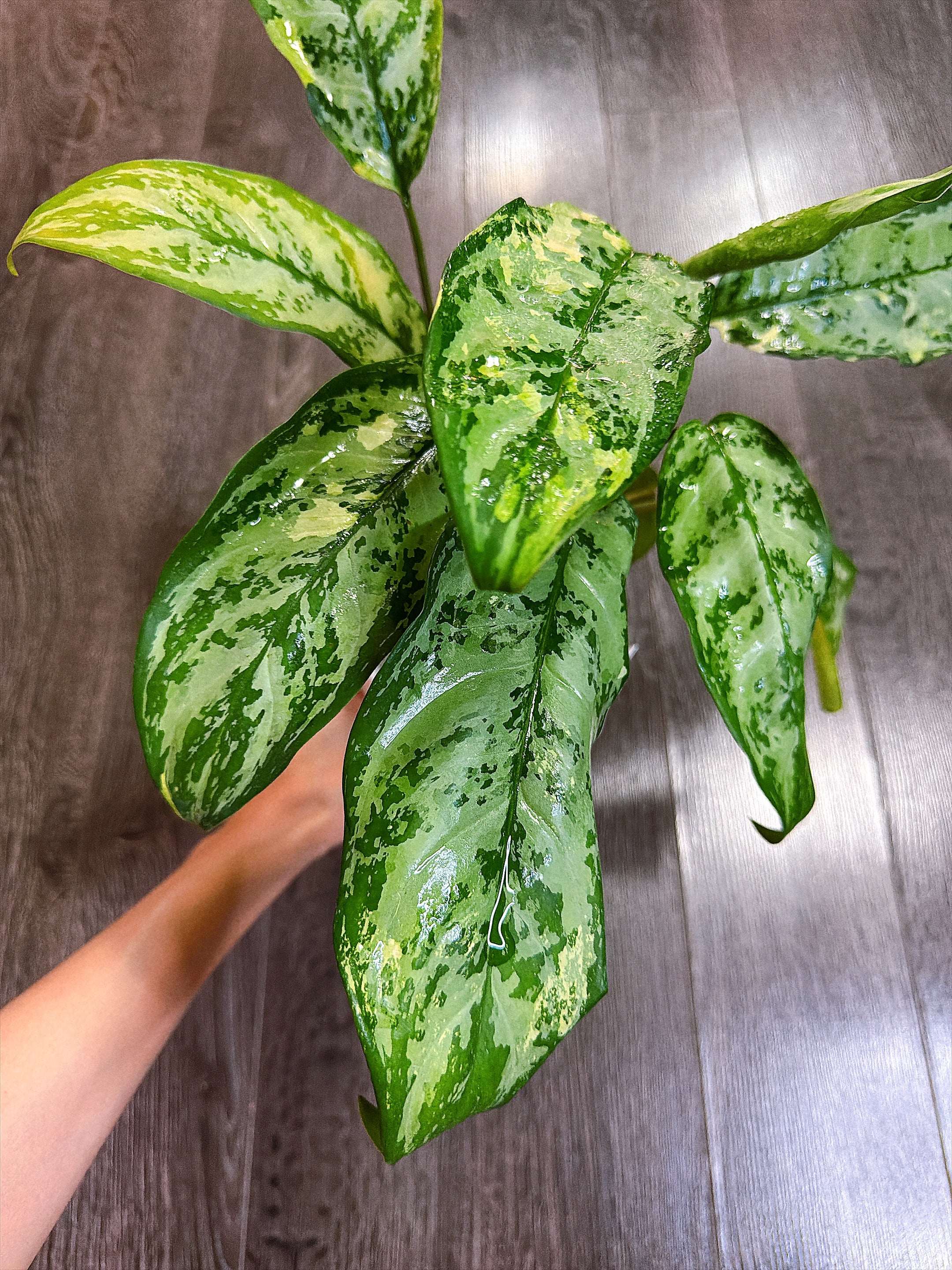 Aglaonema Manila Pride Variegated - Local Pickup and Delivery Only