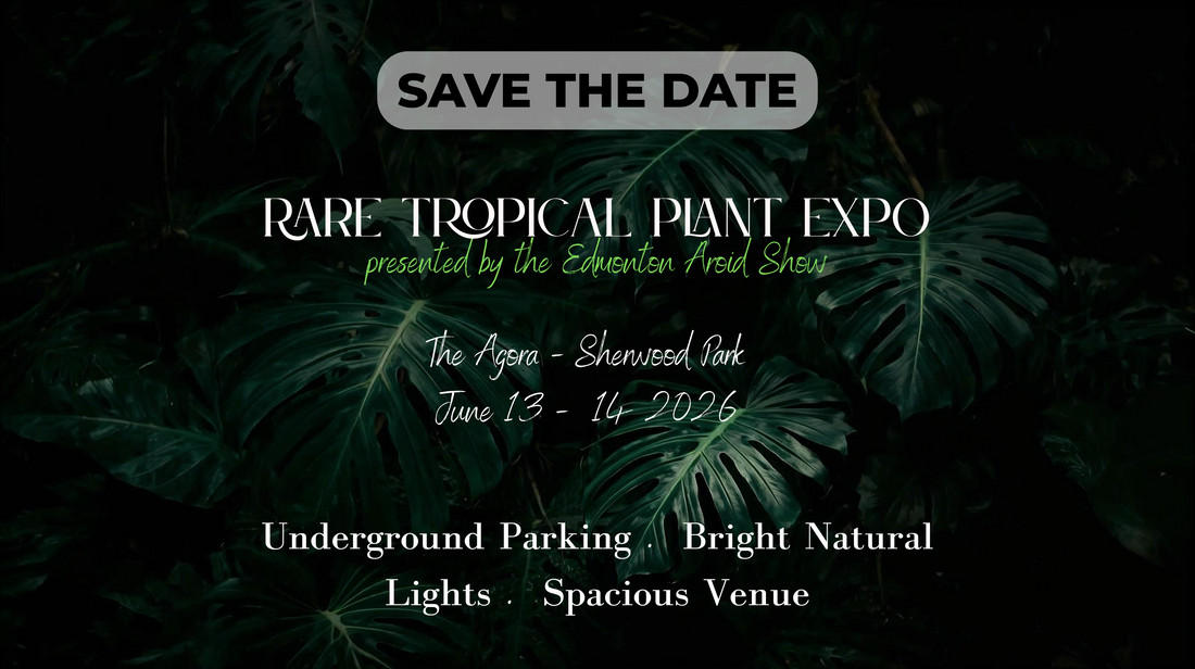 YEG Aroid Show 2026 : Rare Finds & Collector Favorites