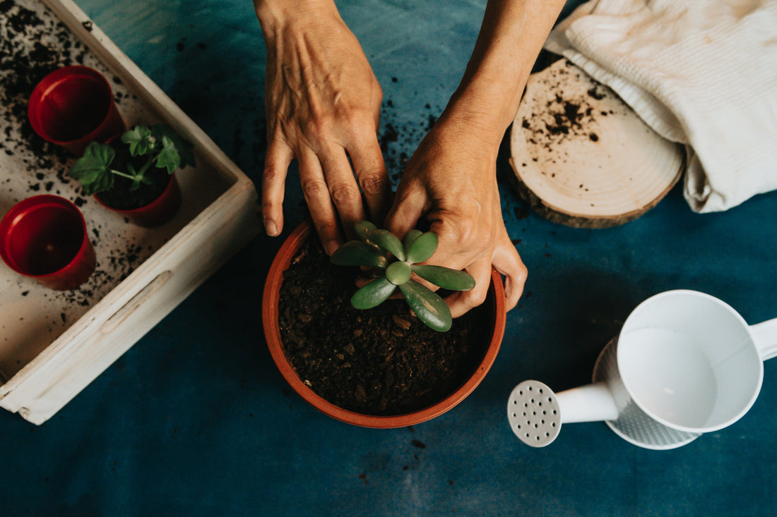 Pest Control & Prevention : Keeping Your Plants Clean and Healthy