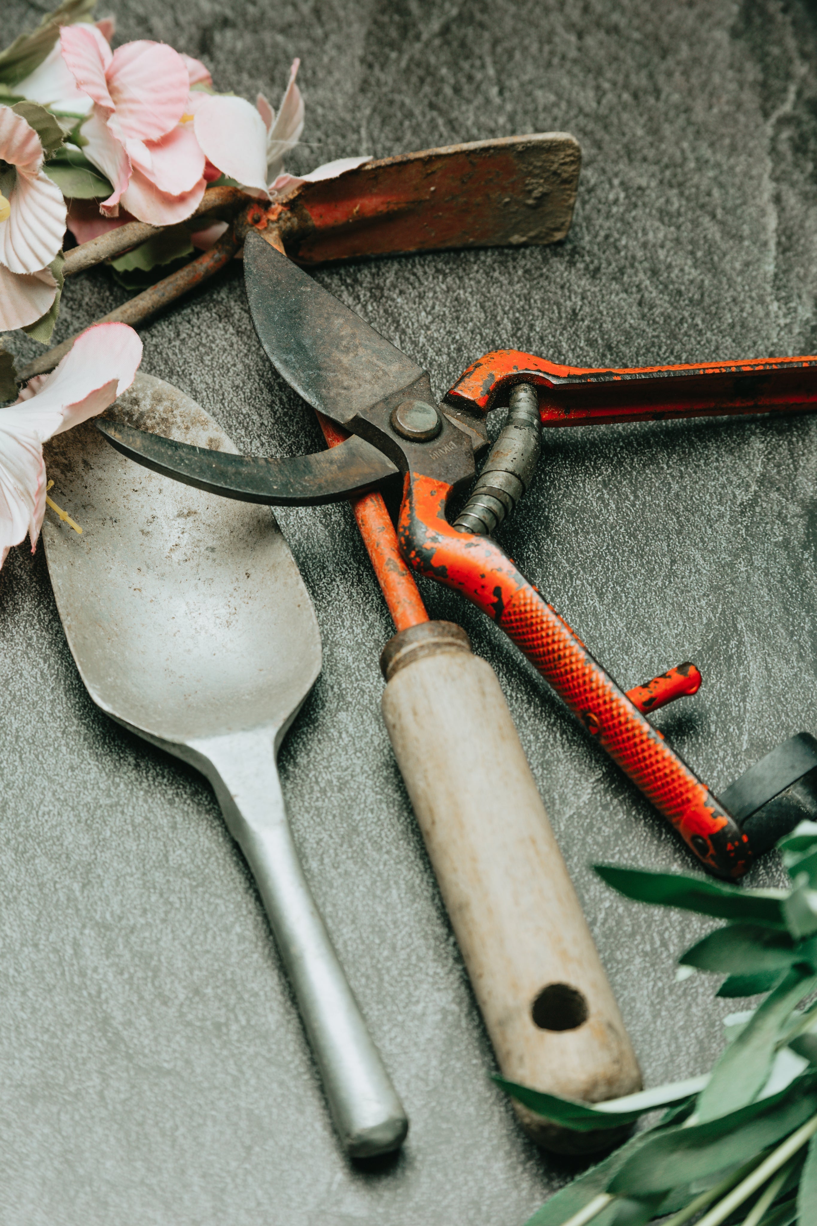 Repotting Basics : When and How to Repot Your Plants