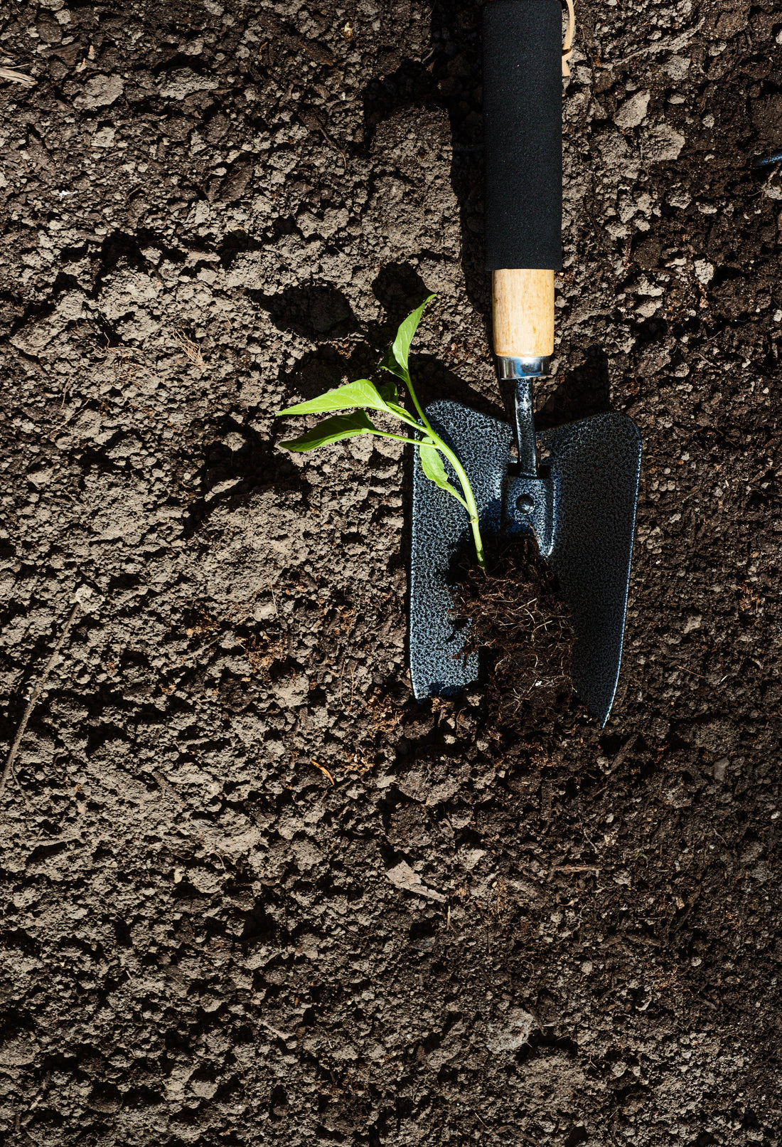 Partial Stem Cutting : A Simple Way to Encourage Stronger Growth