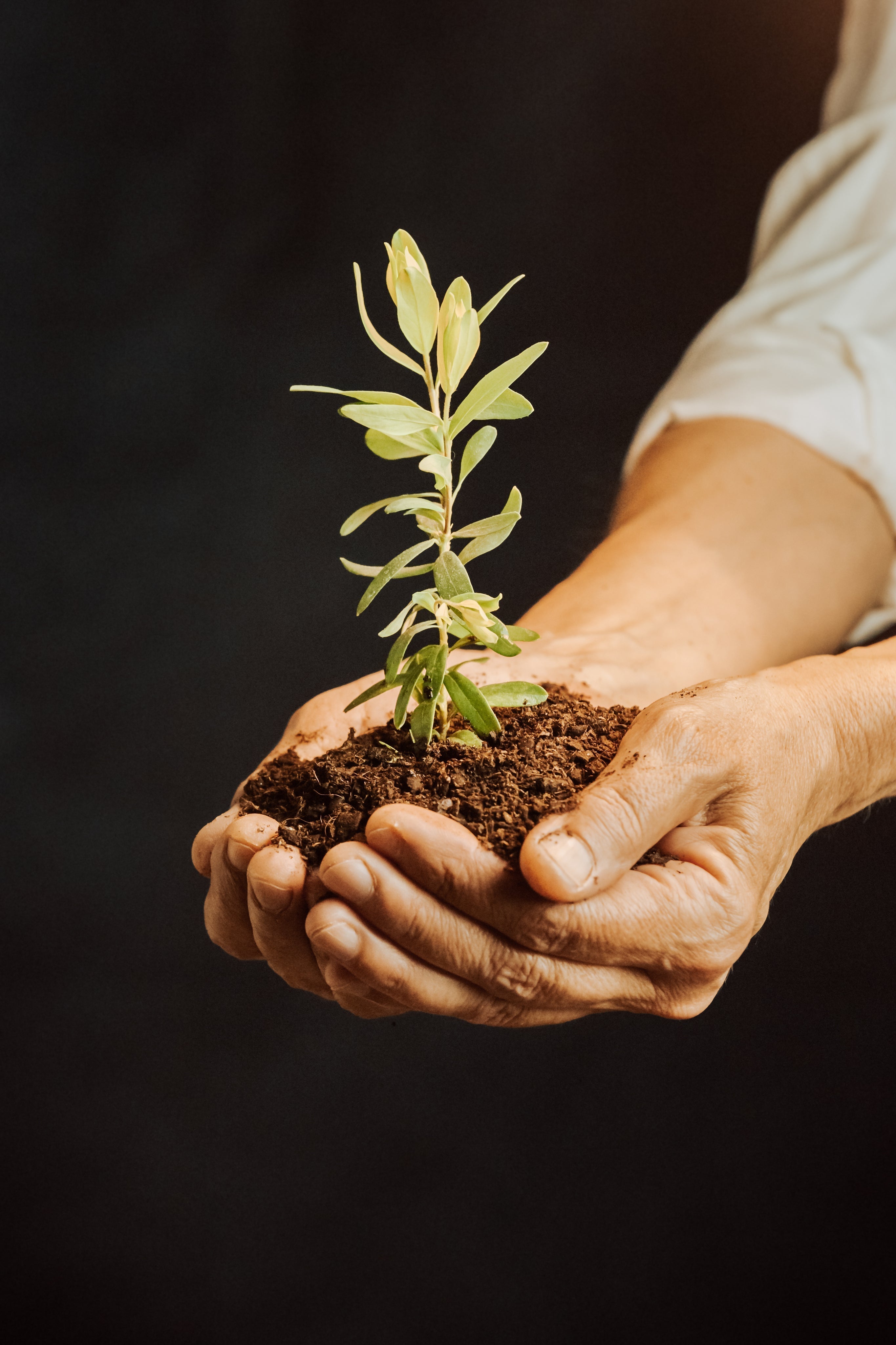 Plant Transition : What to Expect as Your Plant Adjusts