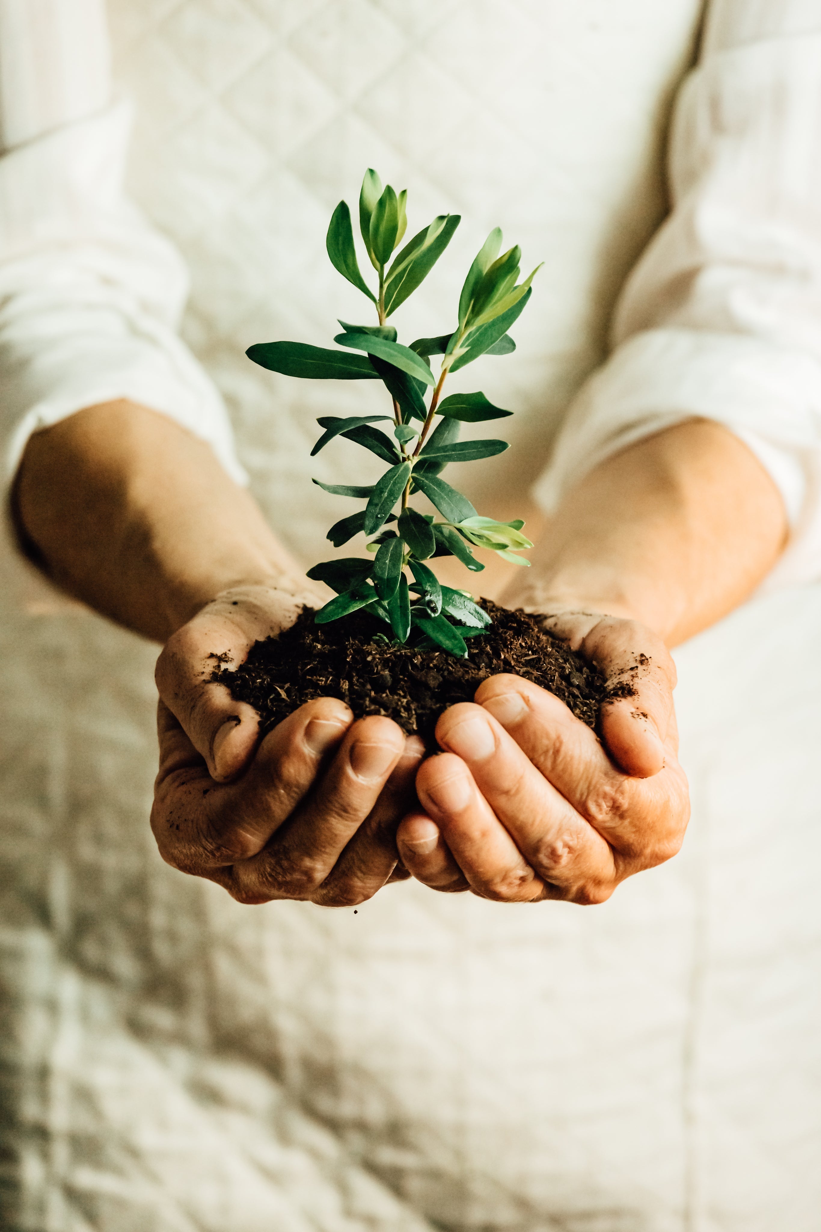Growing Media : Supporting Healthy Roots at Every Step