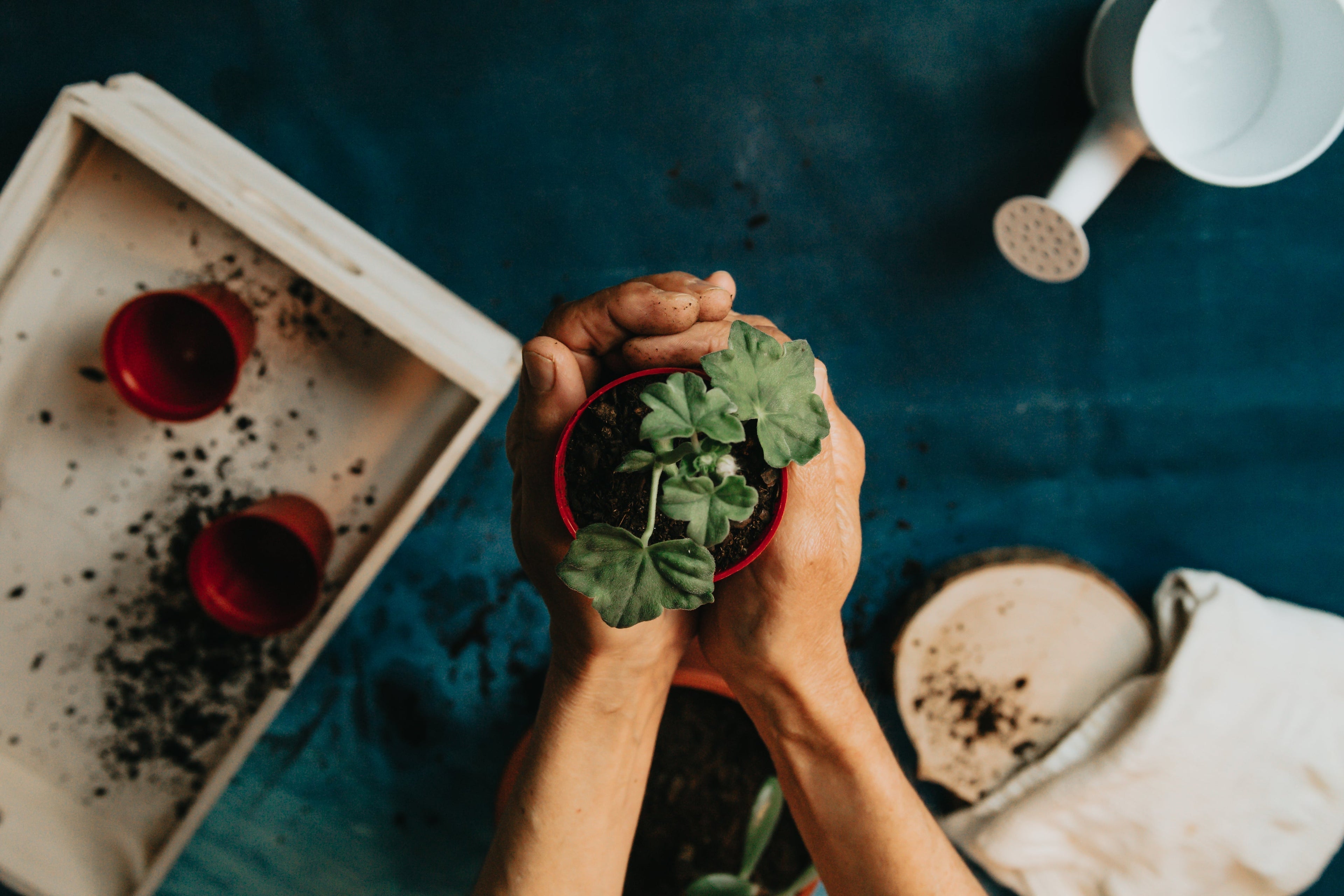 Plant Care Basics : How We Grow and Care for Our Plants