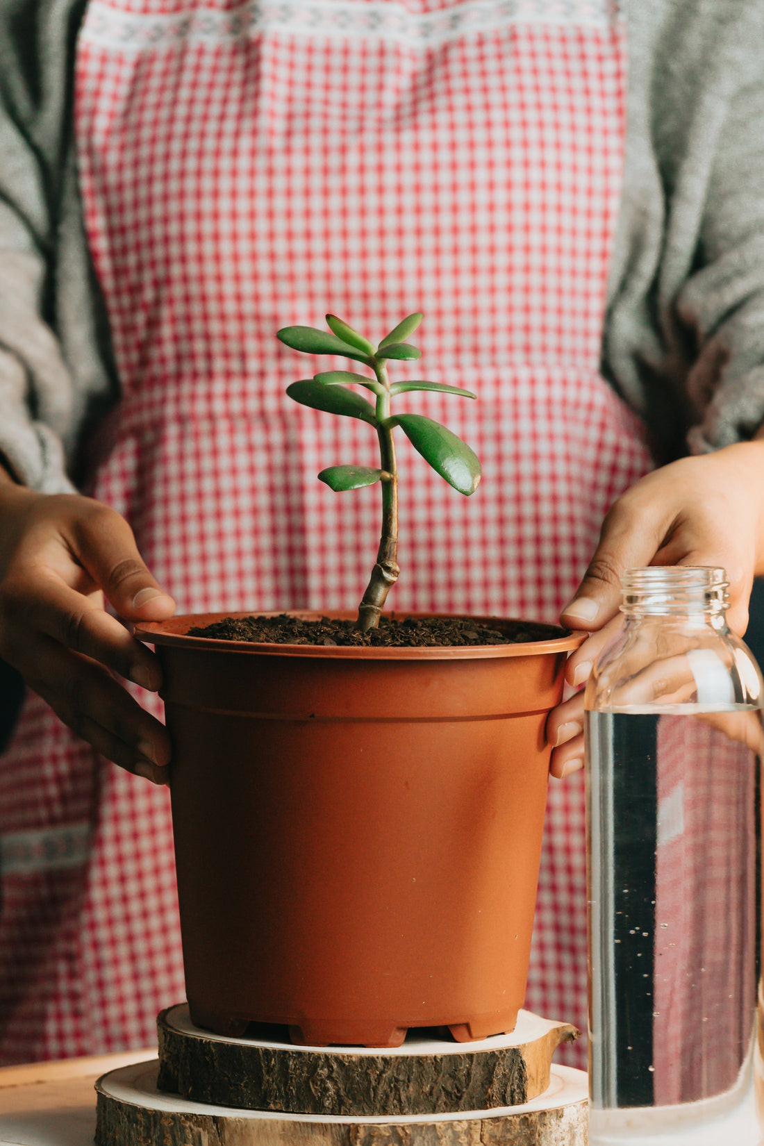 Pot Selection & Root Health : Choosing the Right Container for Your Plant