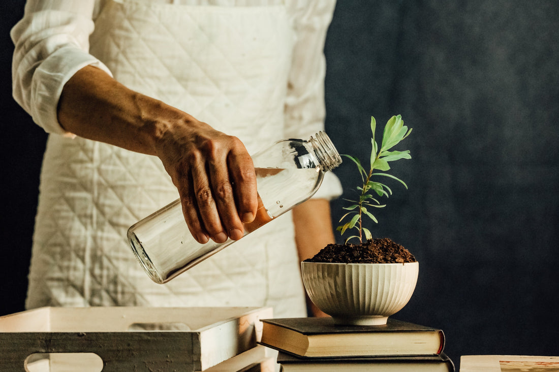Watering & Fertilizing : Keeping Your Plants Happy and Healthy
