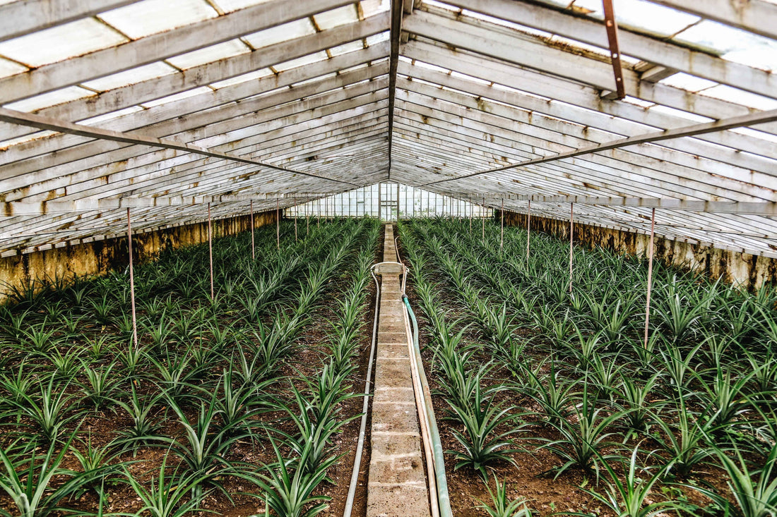 Spring Sale Before Our Greenhouse Break