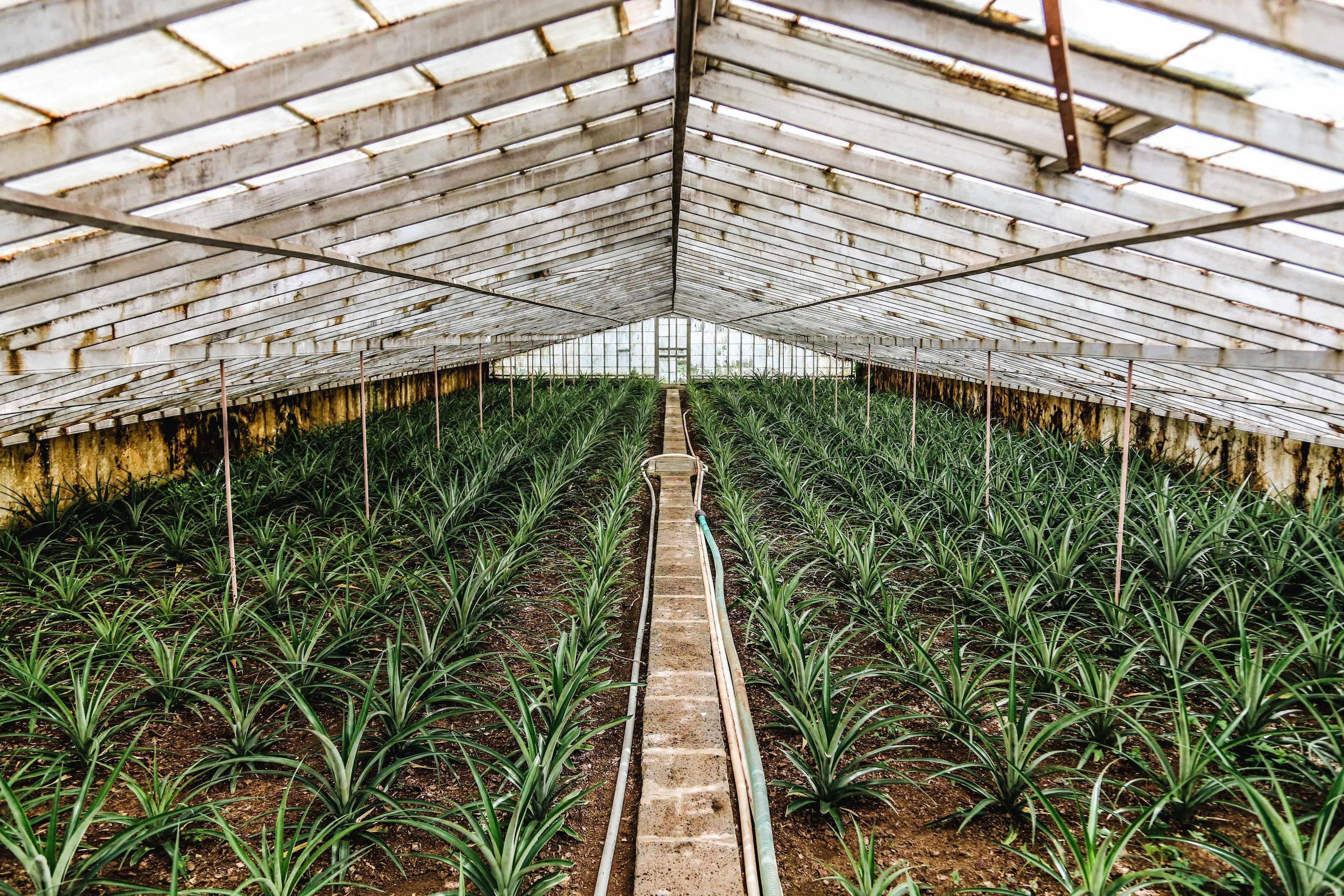 Spring Sale Before Our Greenhouse Break
