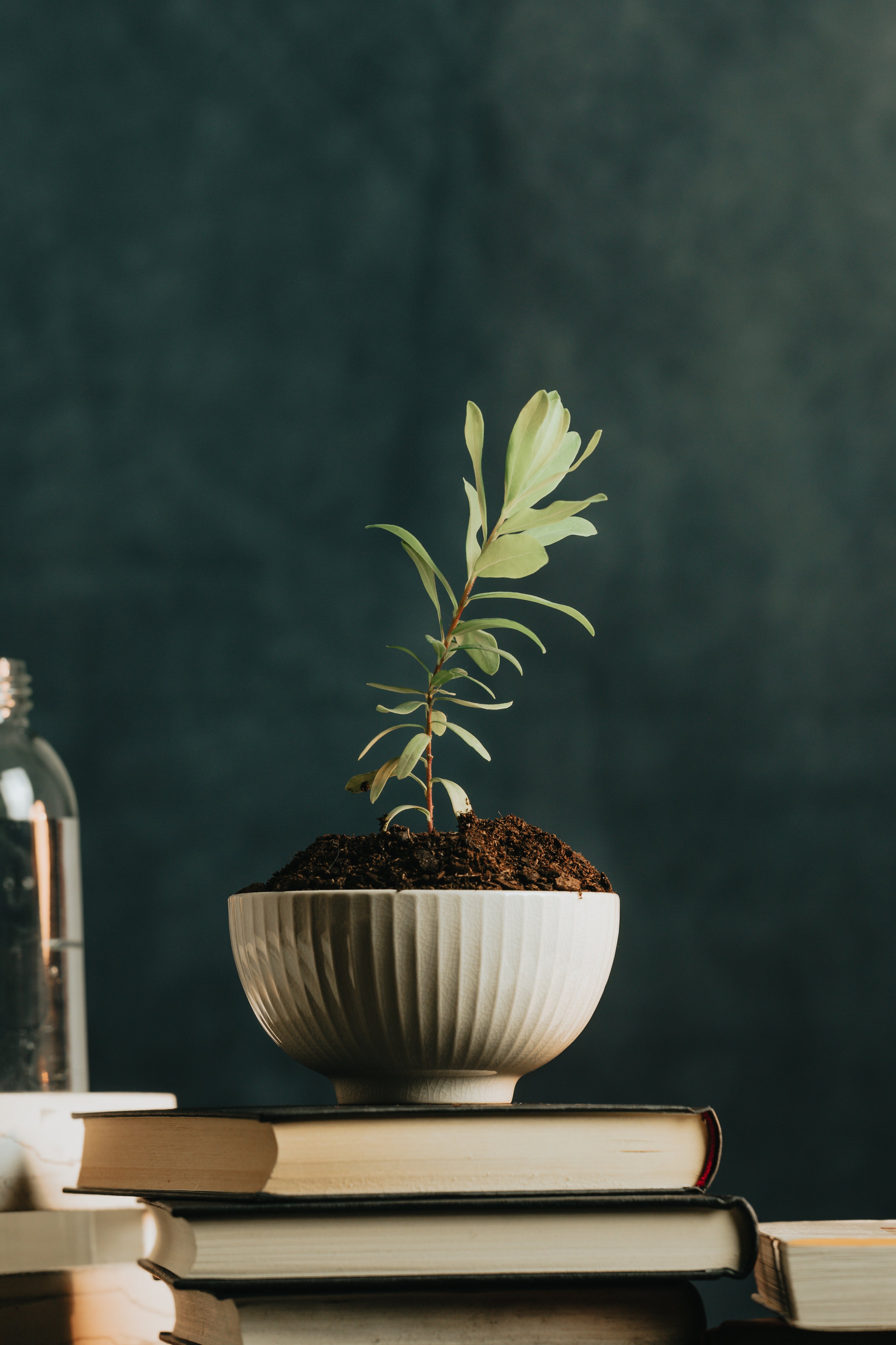 New Plant Transition : Helping Your Plant Settle In