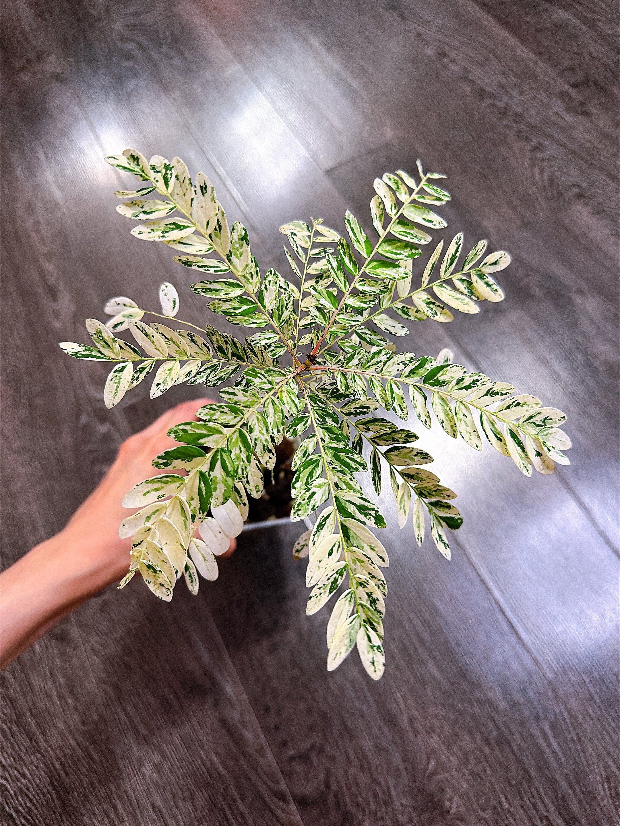 Other Plants