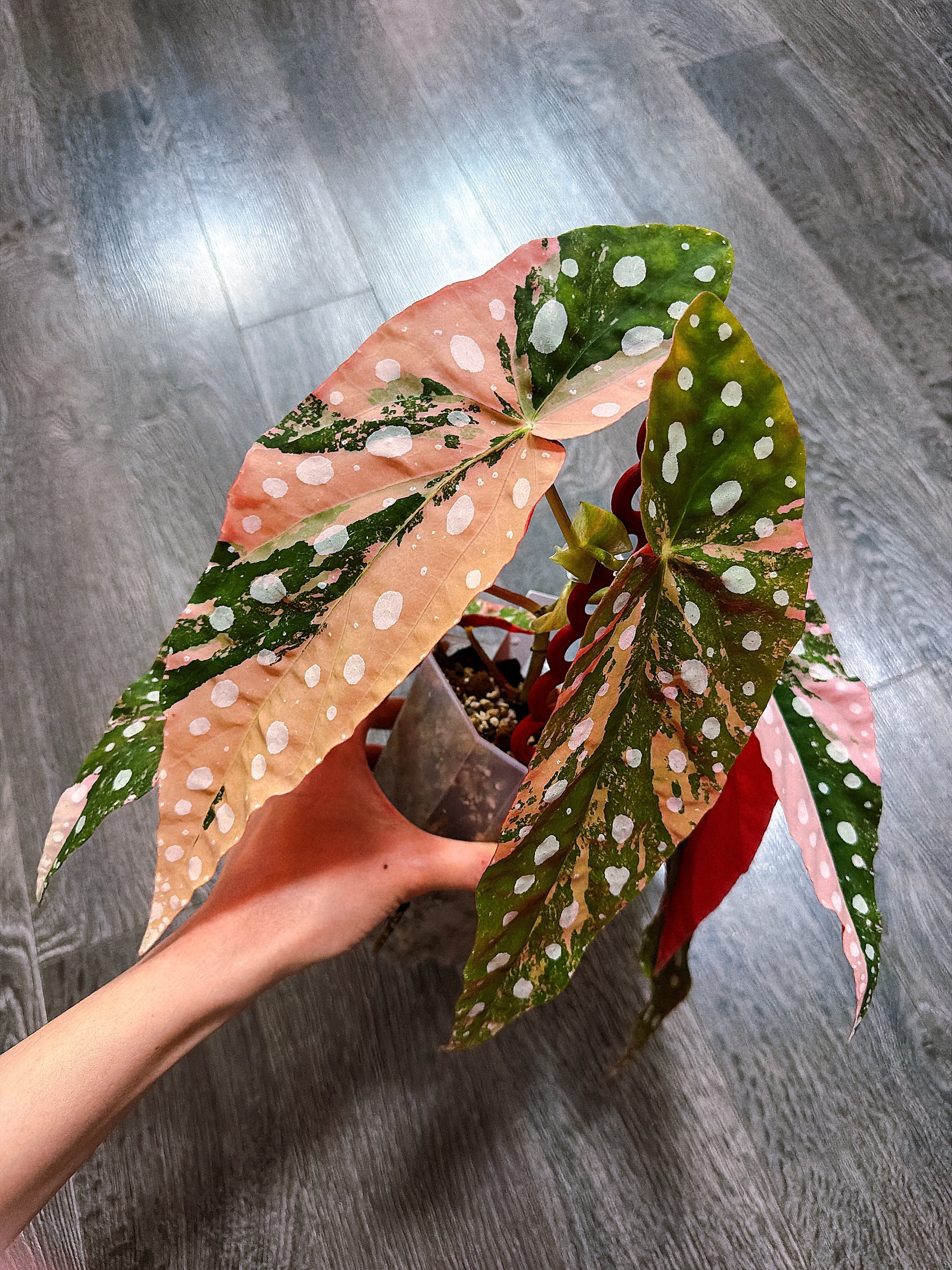 Begonias