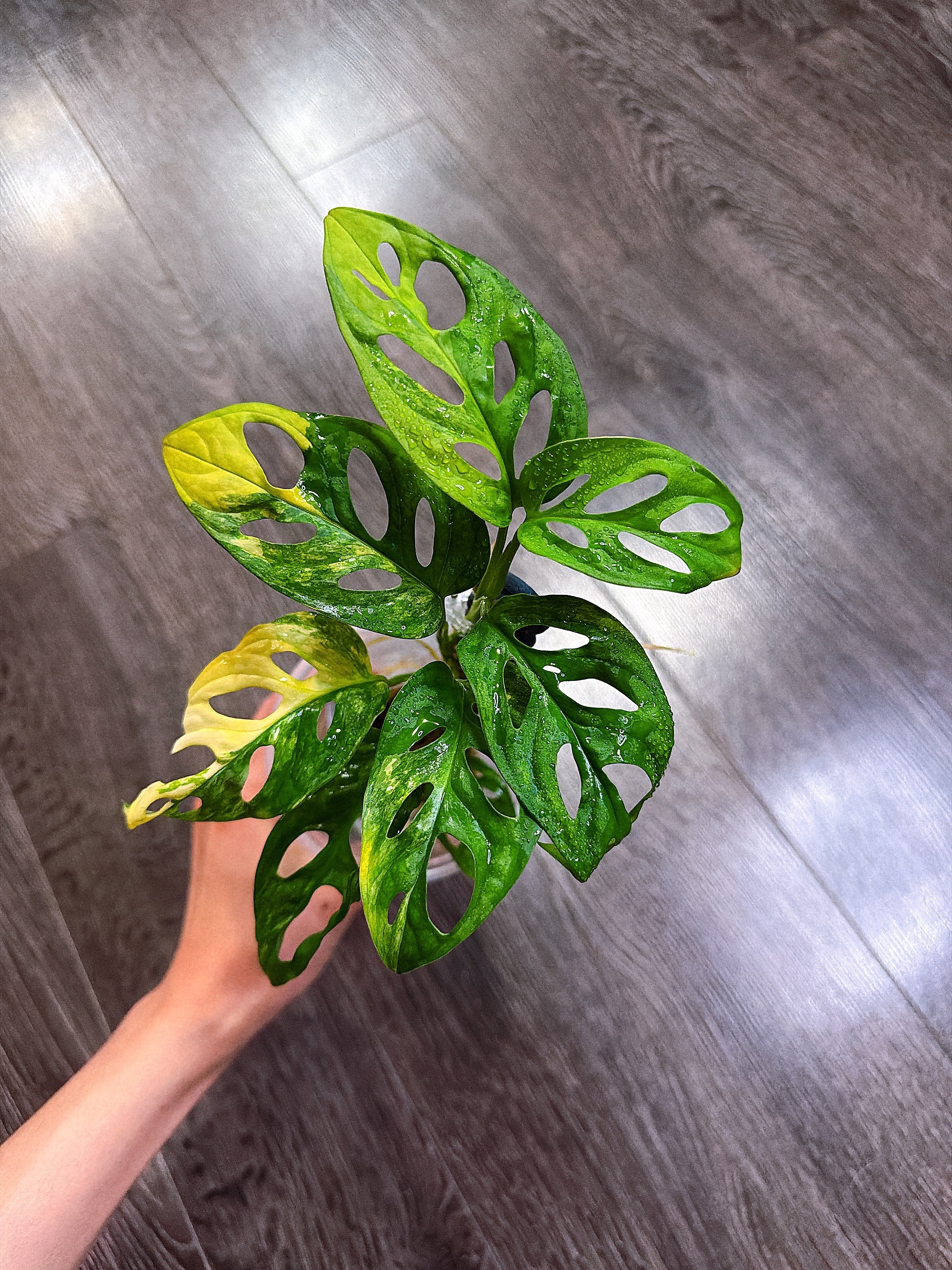 Monstera