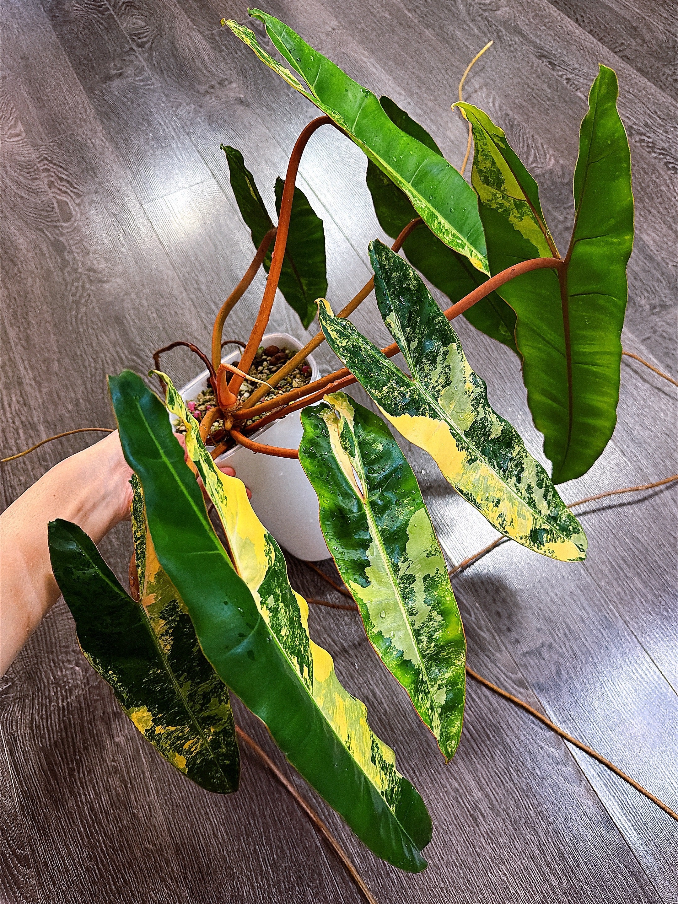 Philodendron