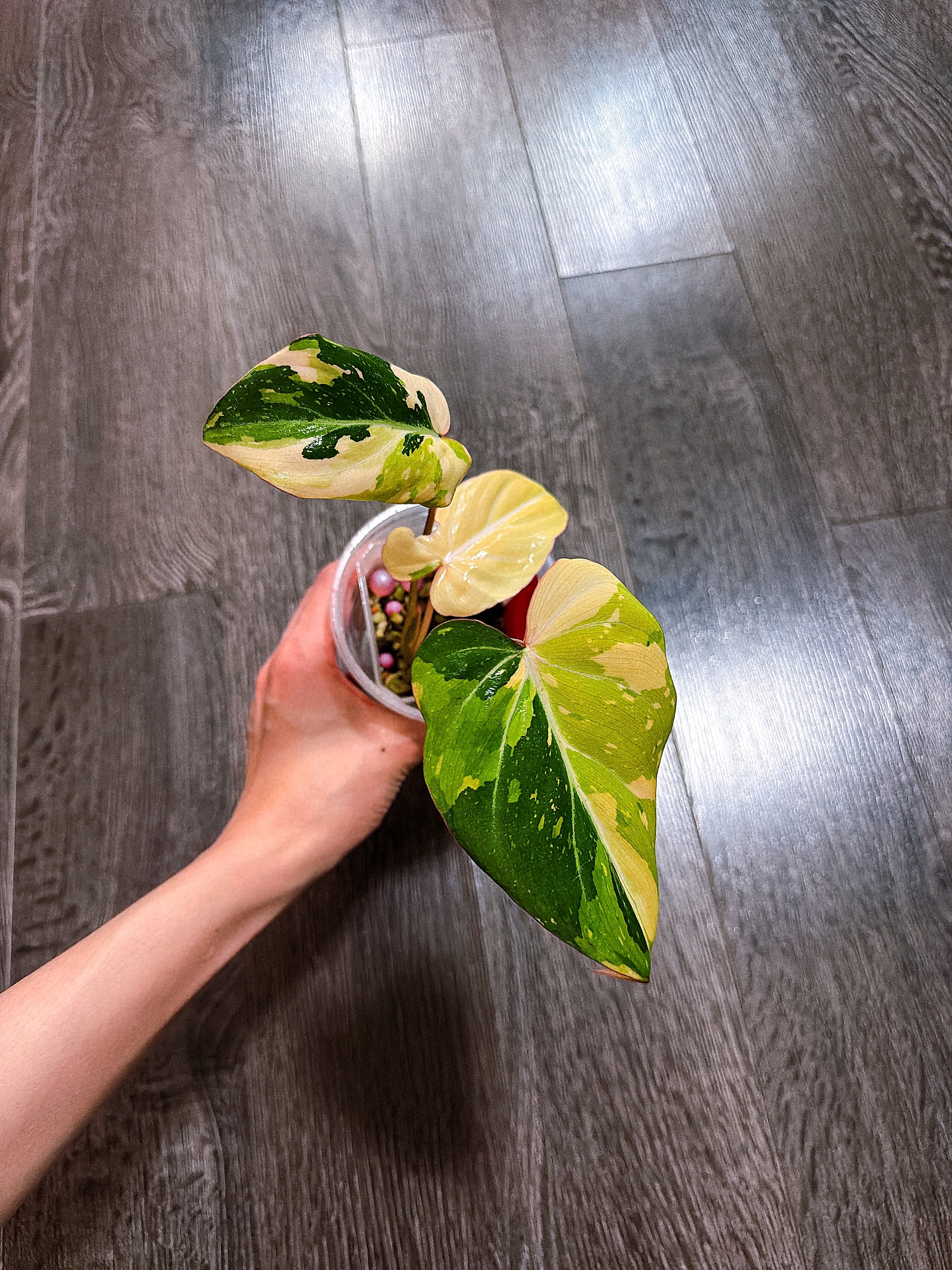 Philodendron Gloriosum Tri-color Variegated - F
