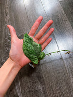 Amydrium Medium Variegated - B