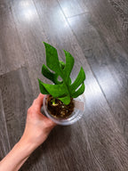 Rhaphidophora Tetrasperma Mint Variegated（Monstera Minima）
