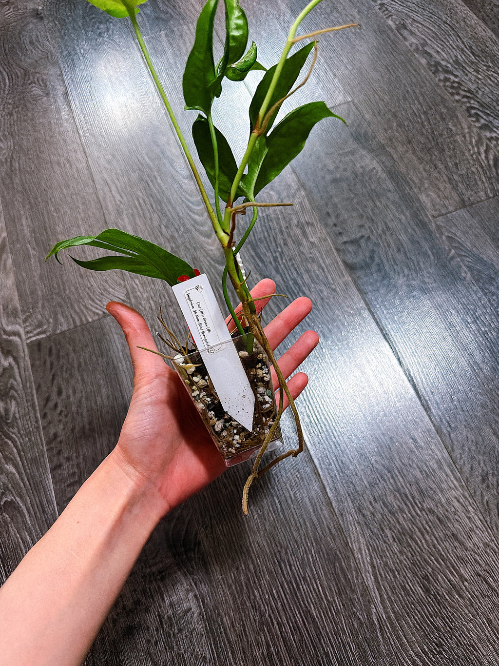 Amydrium Medium Mint Variegated - B