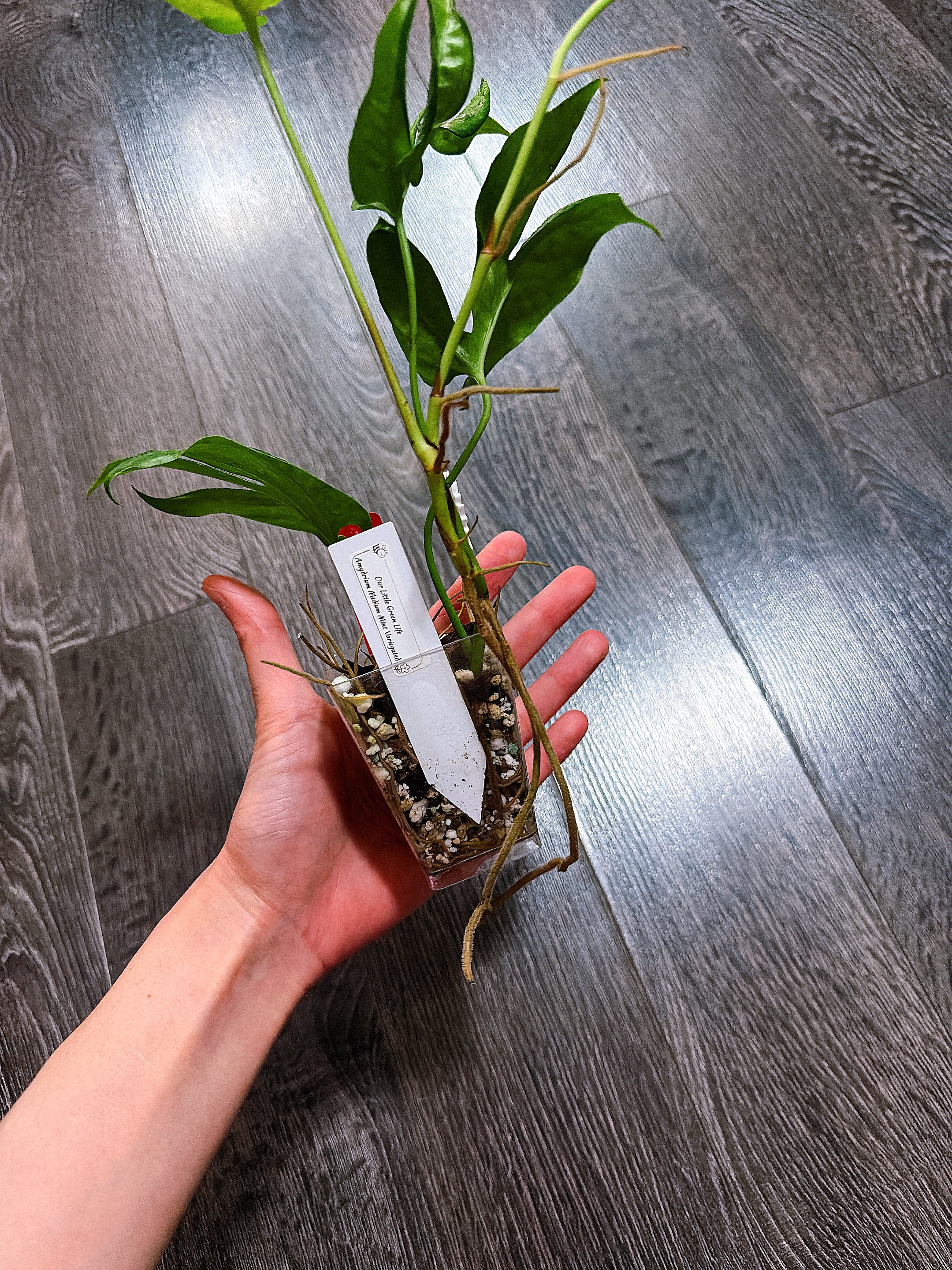 Amydrium Medium Mint Variegated - B