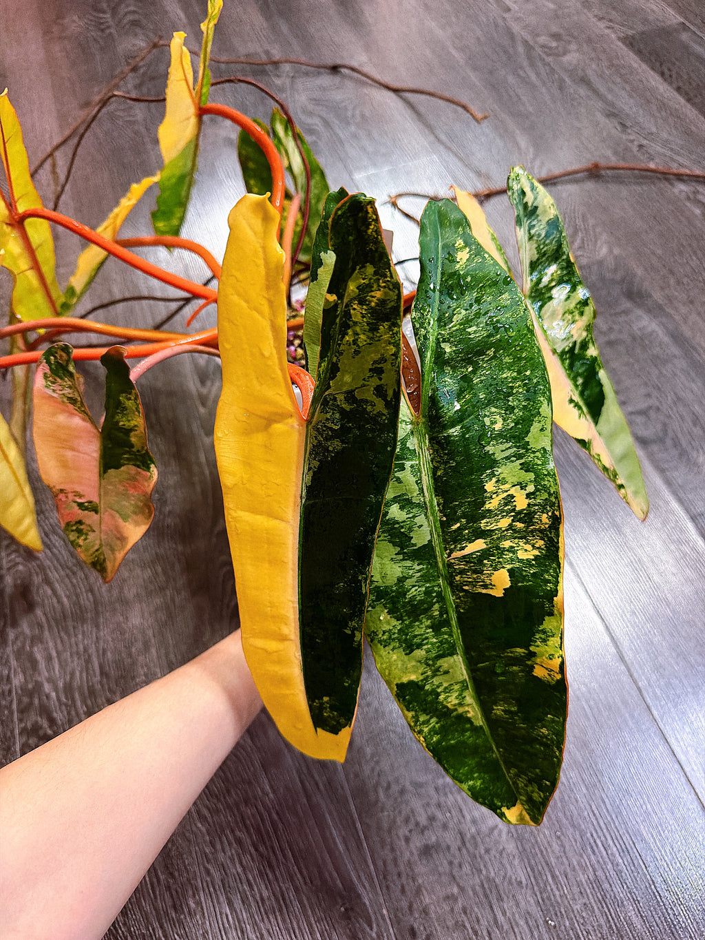 Philodendron Billietiae Variegated - Local Pickup and Delivery Only