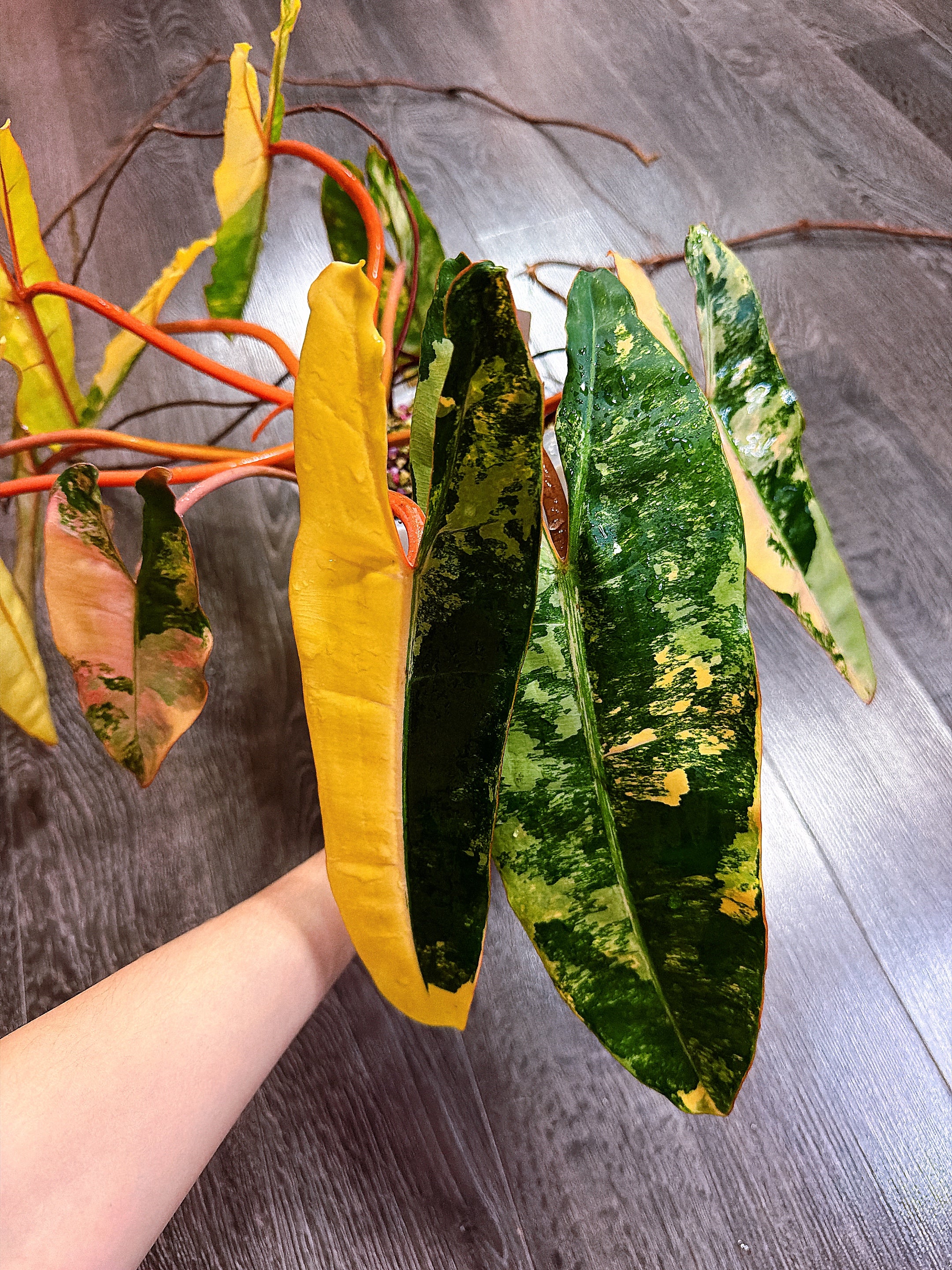 Philodendron Billietiae Variegated - Local Pickup and Delivery Only