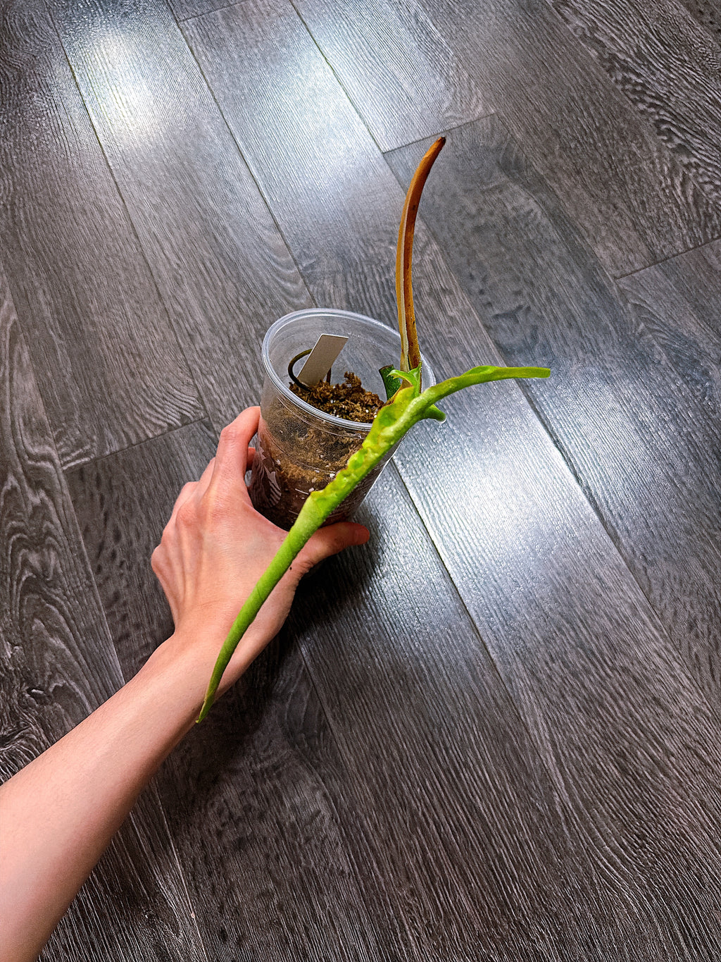 Philodendron Joepii Variegated（Top Rooted Cutting）