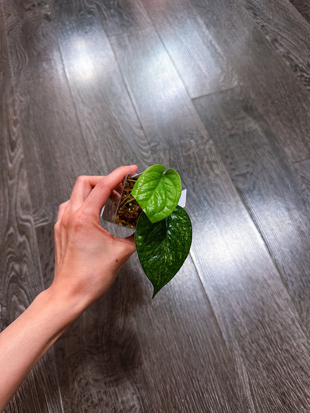 Amydrium Medium Galaxy Variegated（Top Rooted Cutting）