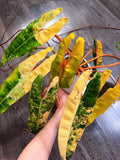Philodendron Billietiae Variegated - Local Pickup and Delivery Only