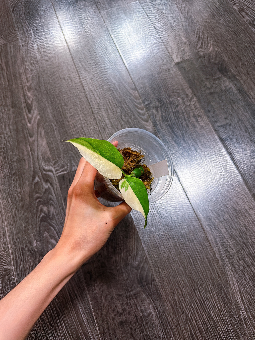Rhaphidophora Tetrasperma Thai Constellation Variegated（Mini Monstera）