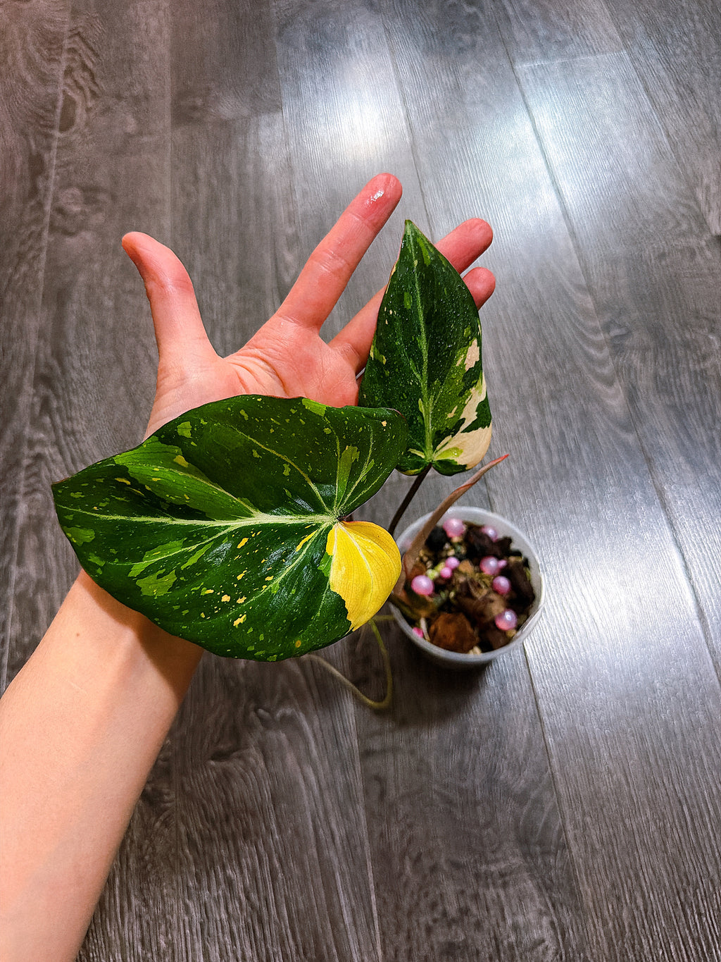 Philodendron Gloriosum Tri-color Variegated - G