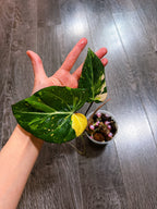 Philodendron Gloriosum Tri-color Variegated - G