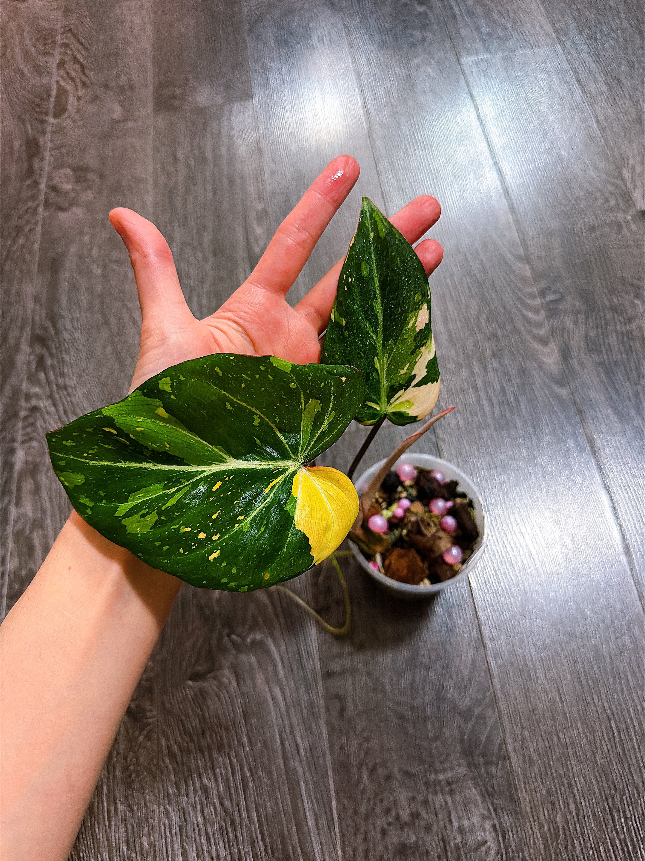 Philodendron Gloriosum Tri-color Variegated - G