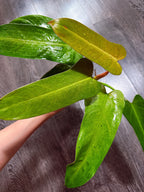 Philodendron Whipple Way - Local Pickup and Delivery Only