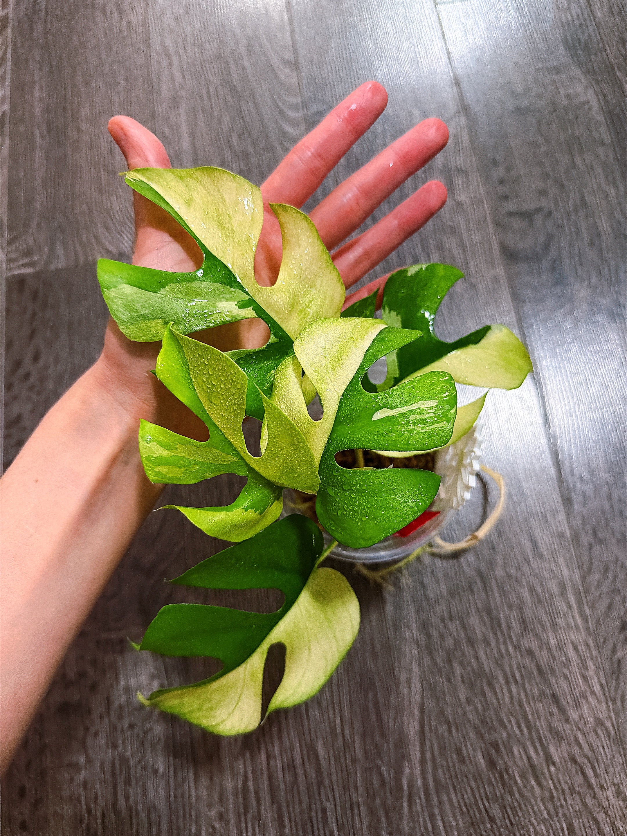 Rhaphidophora Tetrasperma Albo Mint Variegated（Monstera Minima）