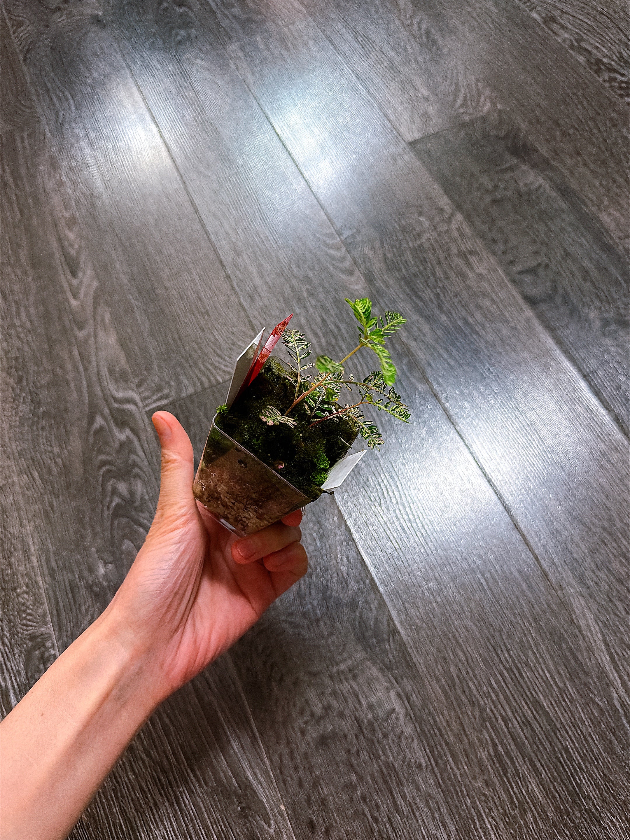 Phyllanthus Urinaria Pink Variegated（Two Active Rooted Stems）
