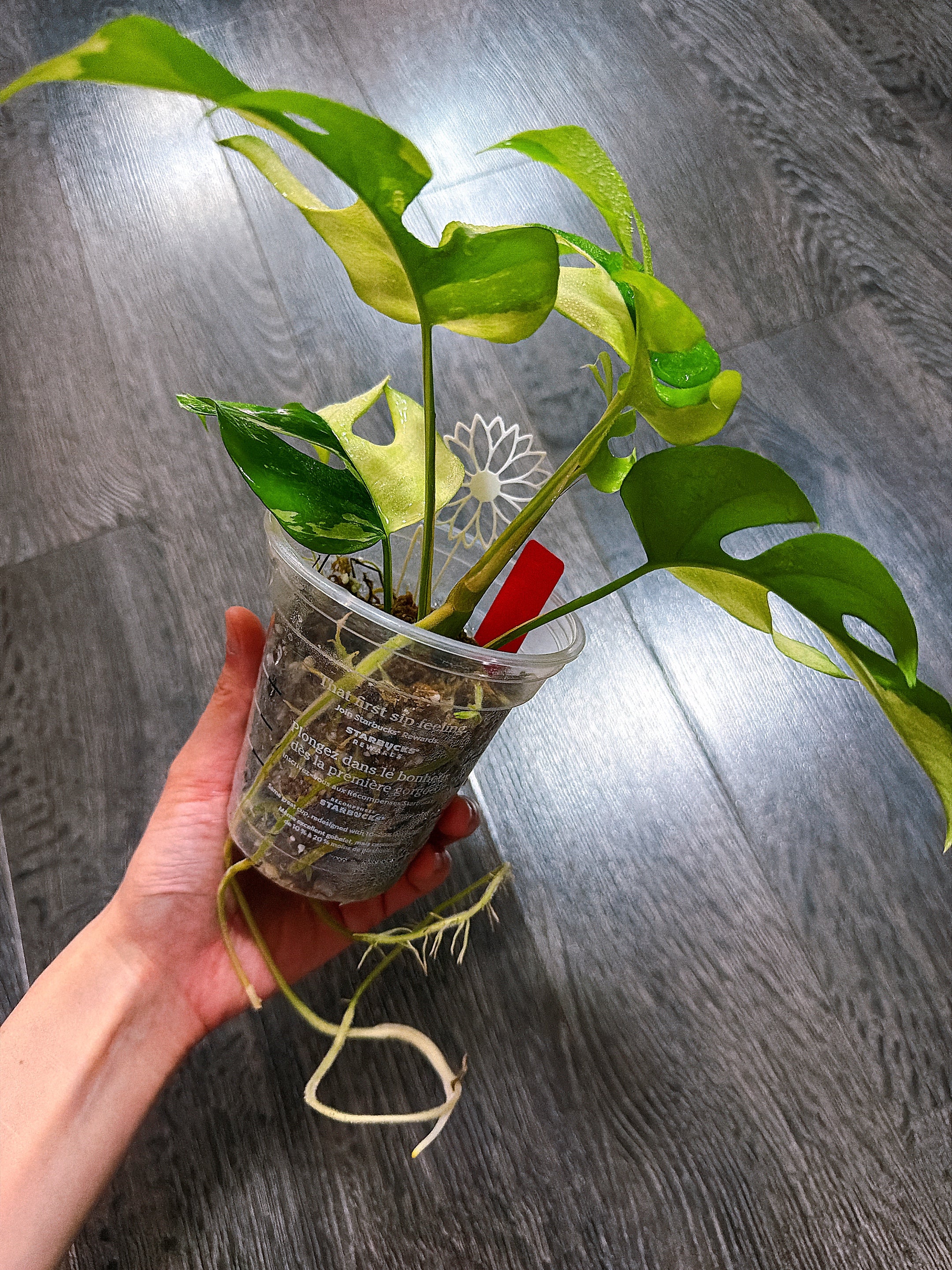 mint pothos Rhaphidophora Tetrasperma Albo Mint Variegated(Monstera Minima) – Our Little Green Life