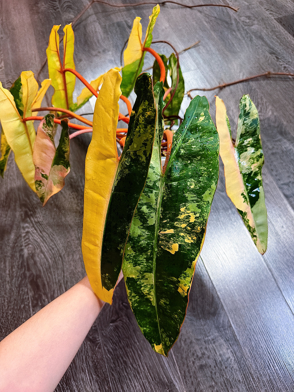 Philodendron Billietiae Variegated - Local Pickup and Delivery Only
