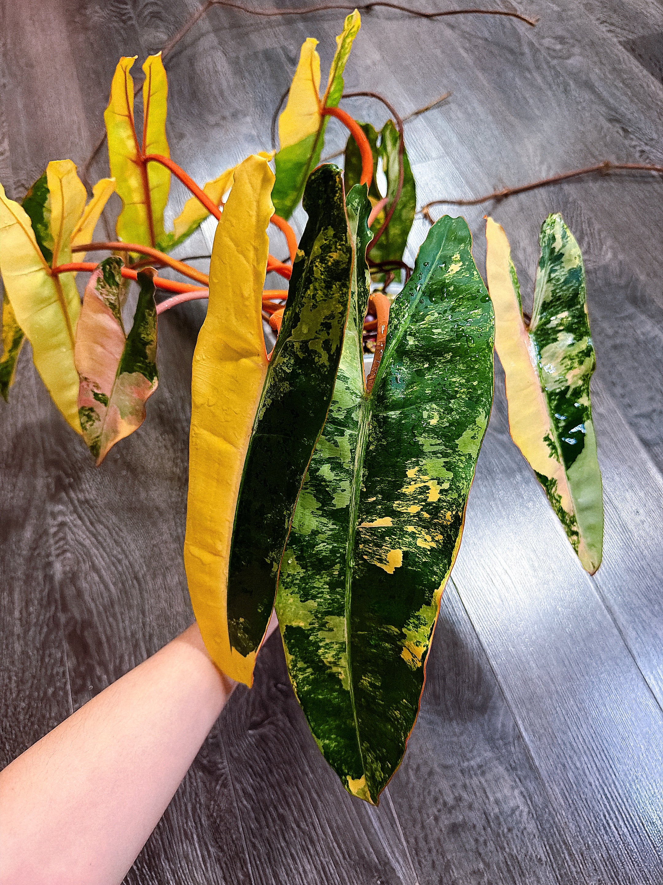 Philodendron Billietiae Variegated - Local Pickup and Delivery Only