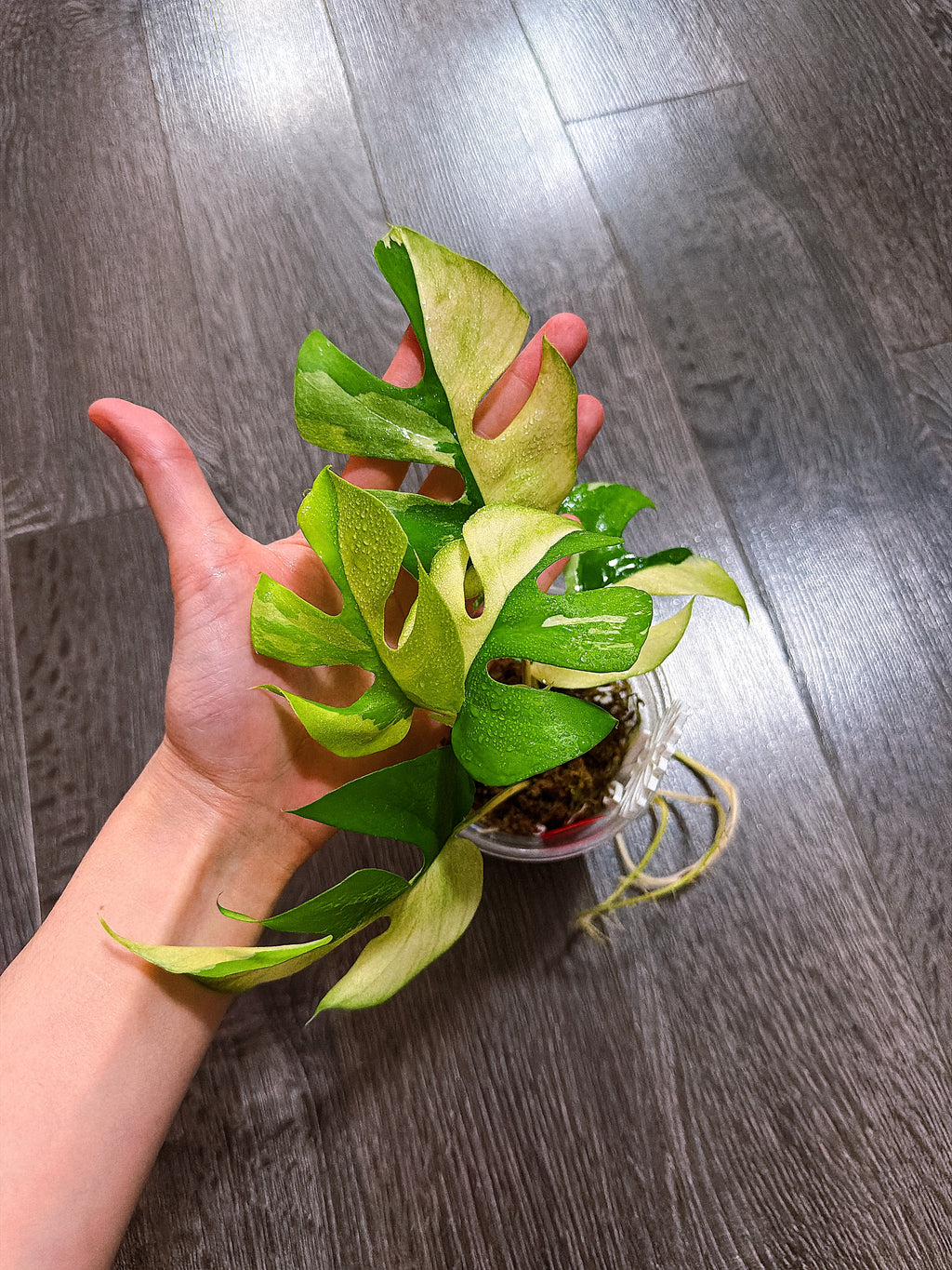 Rhaphidophora Tetrasperma Albo Mint Variegated（Monstera Minima）