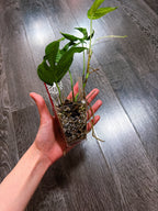 Amydrium Medium Mint Variegated - B