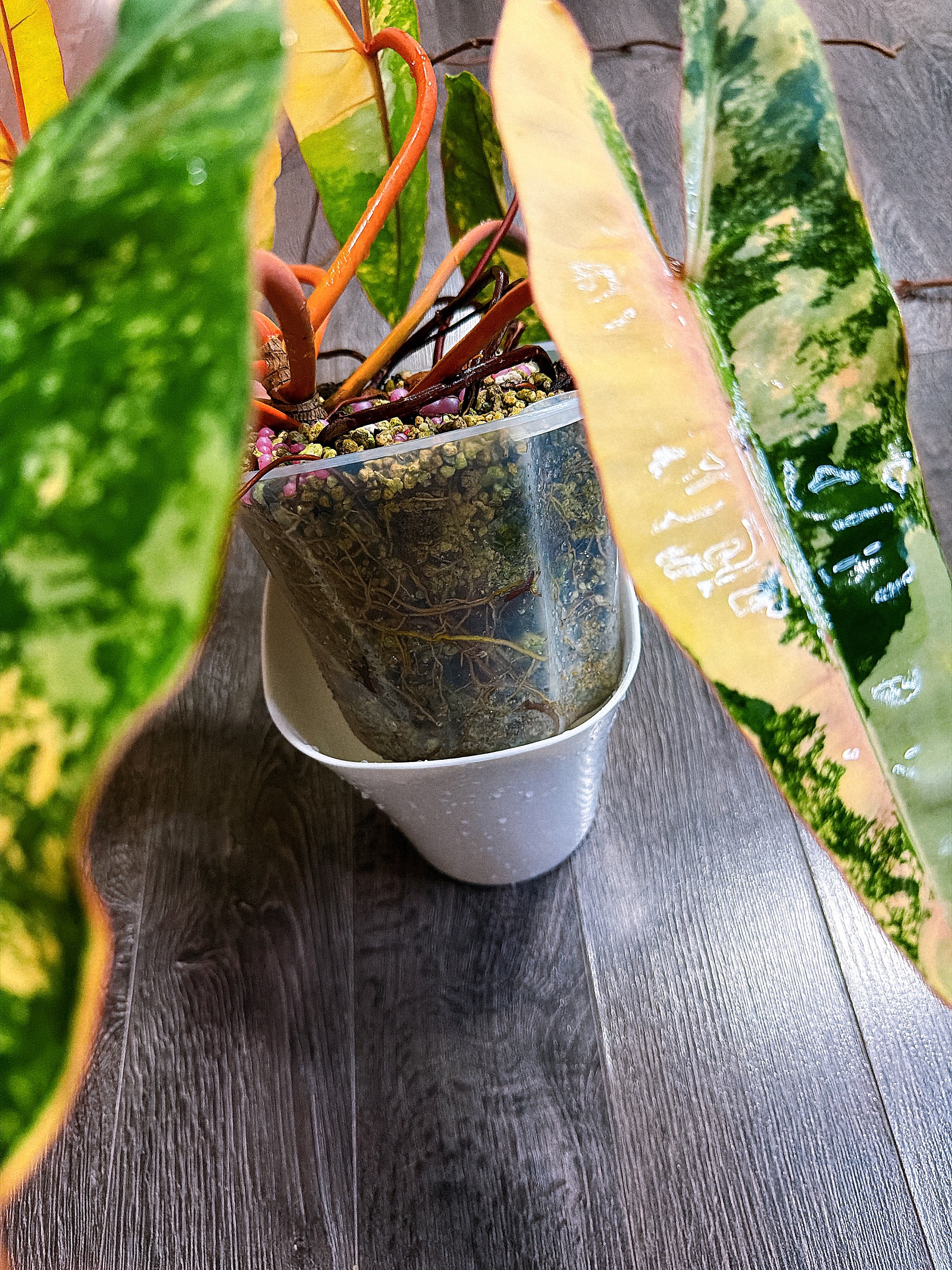 Philodendron Billietiae Variegated - Local Pickup and Delivery Only