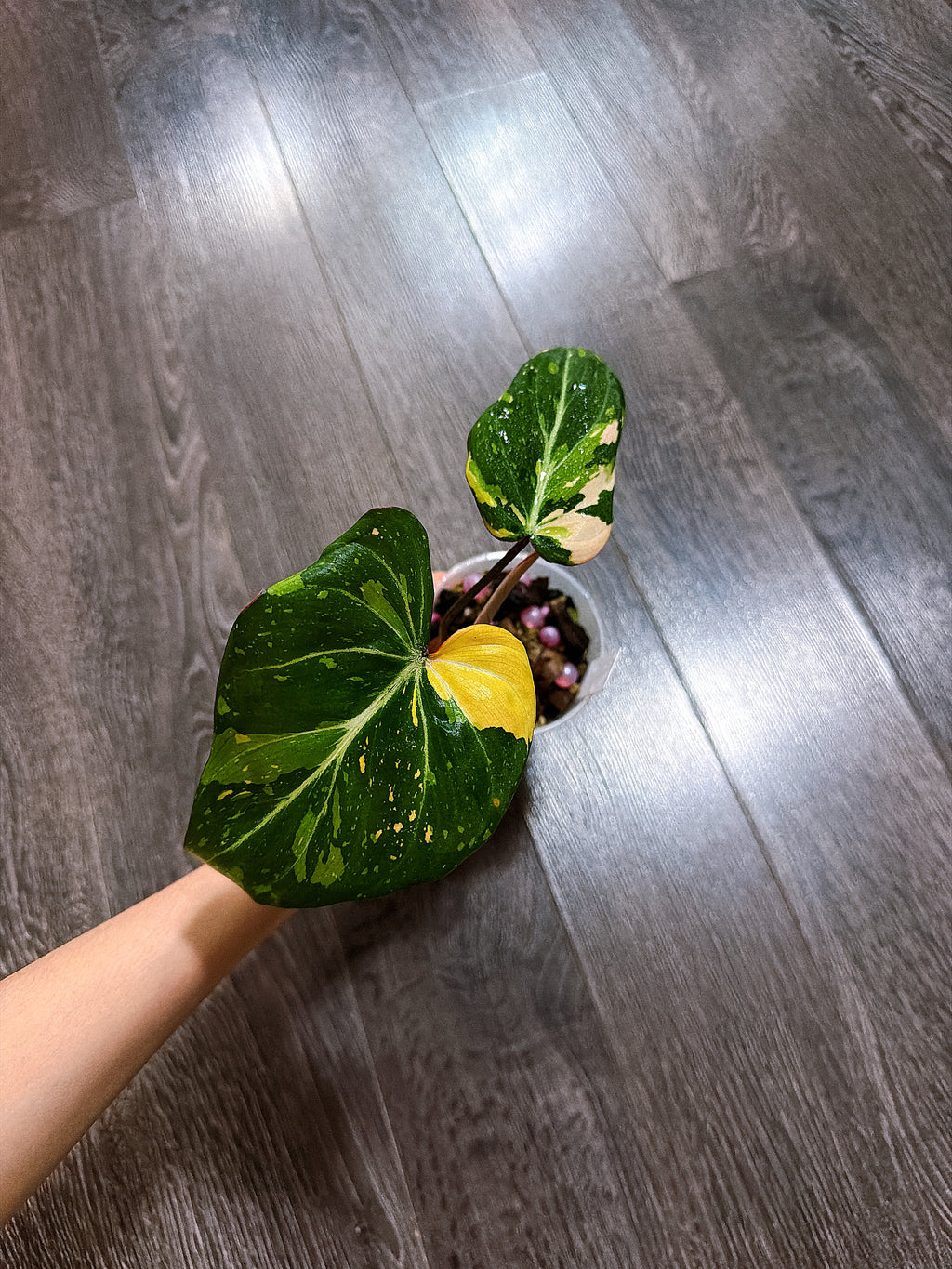 Philodendron Gloriosum Tri-color Variegated - G