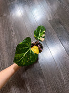 Philodendron Gloriosum Tri-color Variegated - G