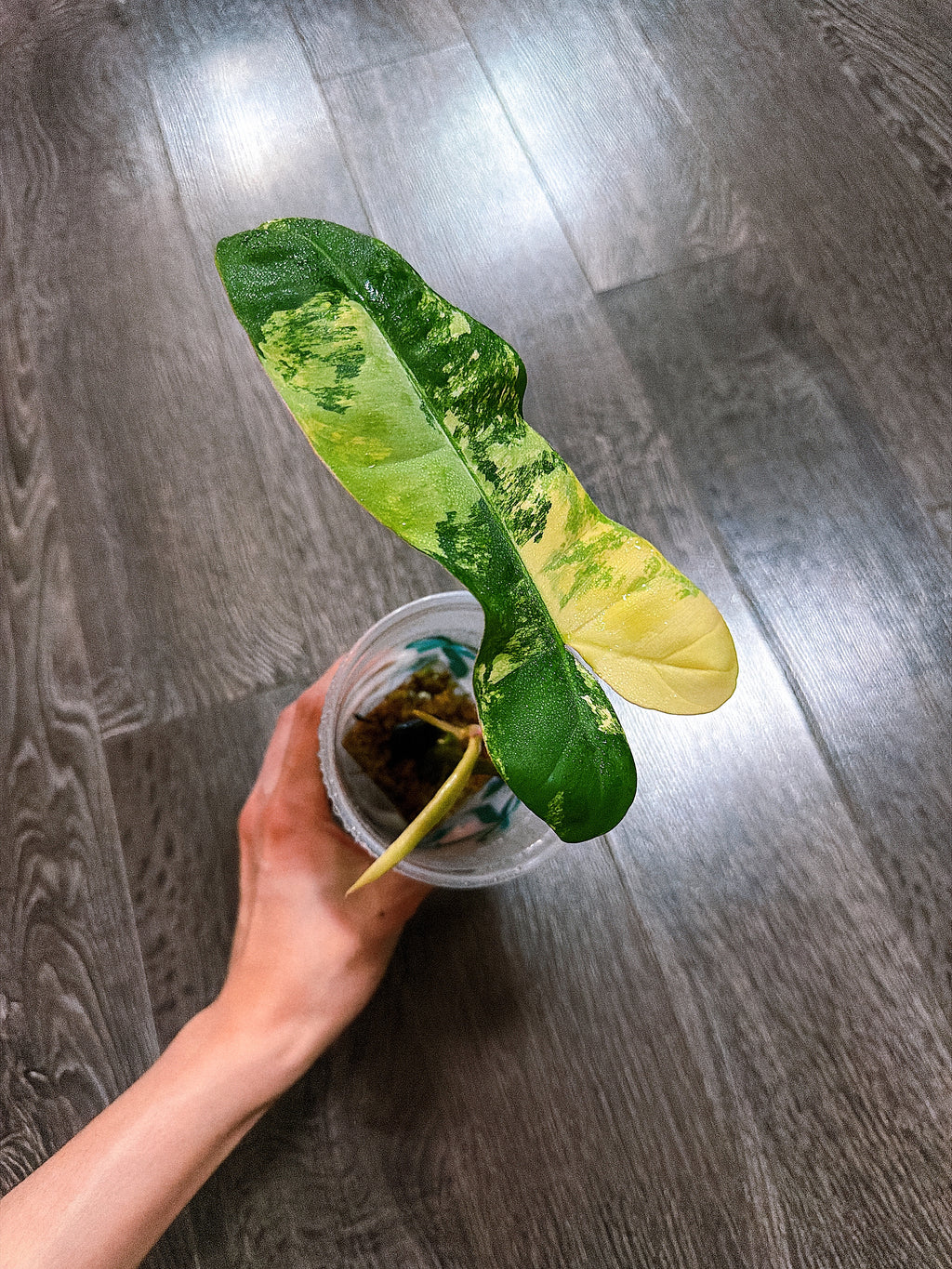Philodendron Jennifer（P. Florida Beauty x P. Billiteae Var.）