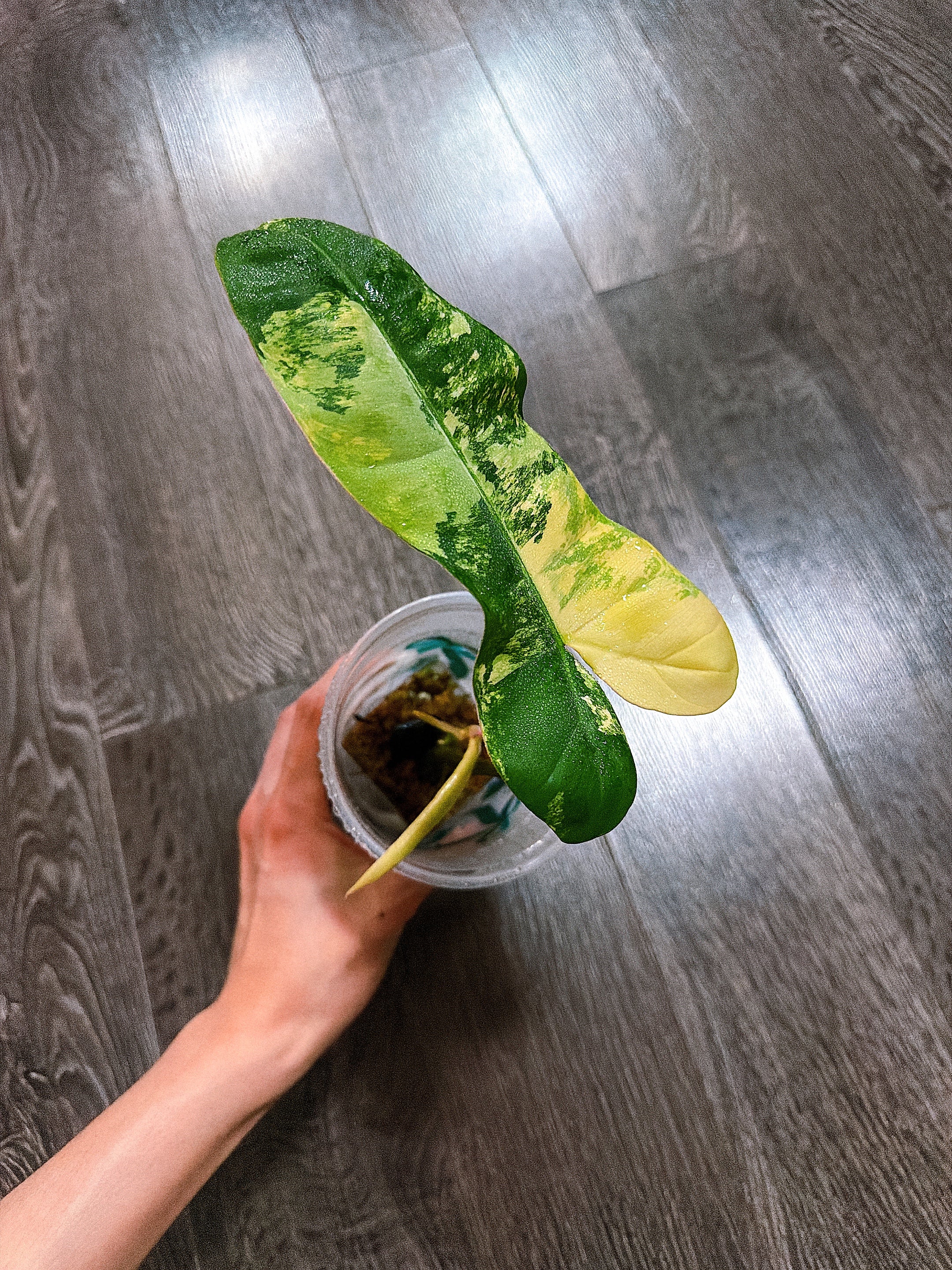 Philodendron Jennifer（P. Florida Beauty x P. Billiteae Var.）
