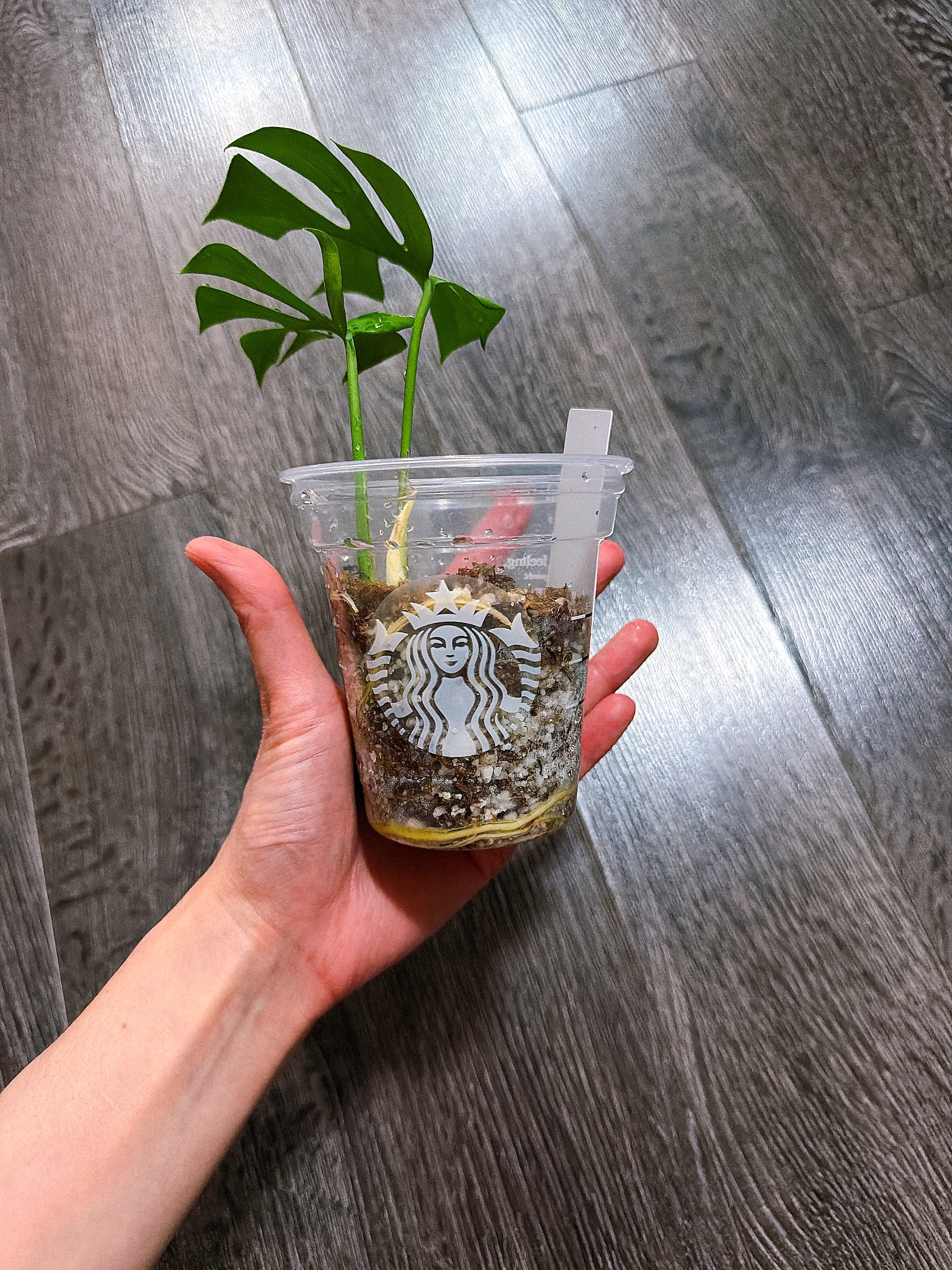 Rhaphidophora Tetrasperma Mint Variegated（Monstera Minima）