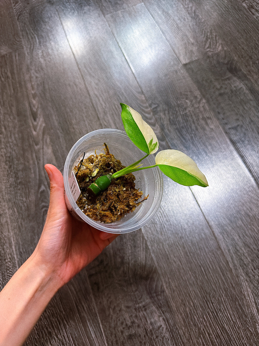 Rhaphidophora Tetrasperma Thai Constellation Variegated（Mini Monstera）