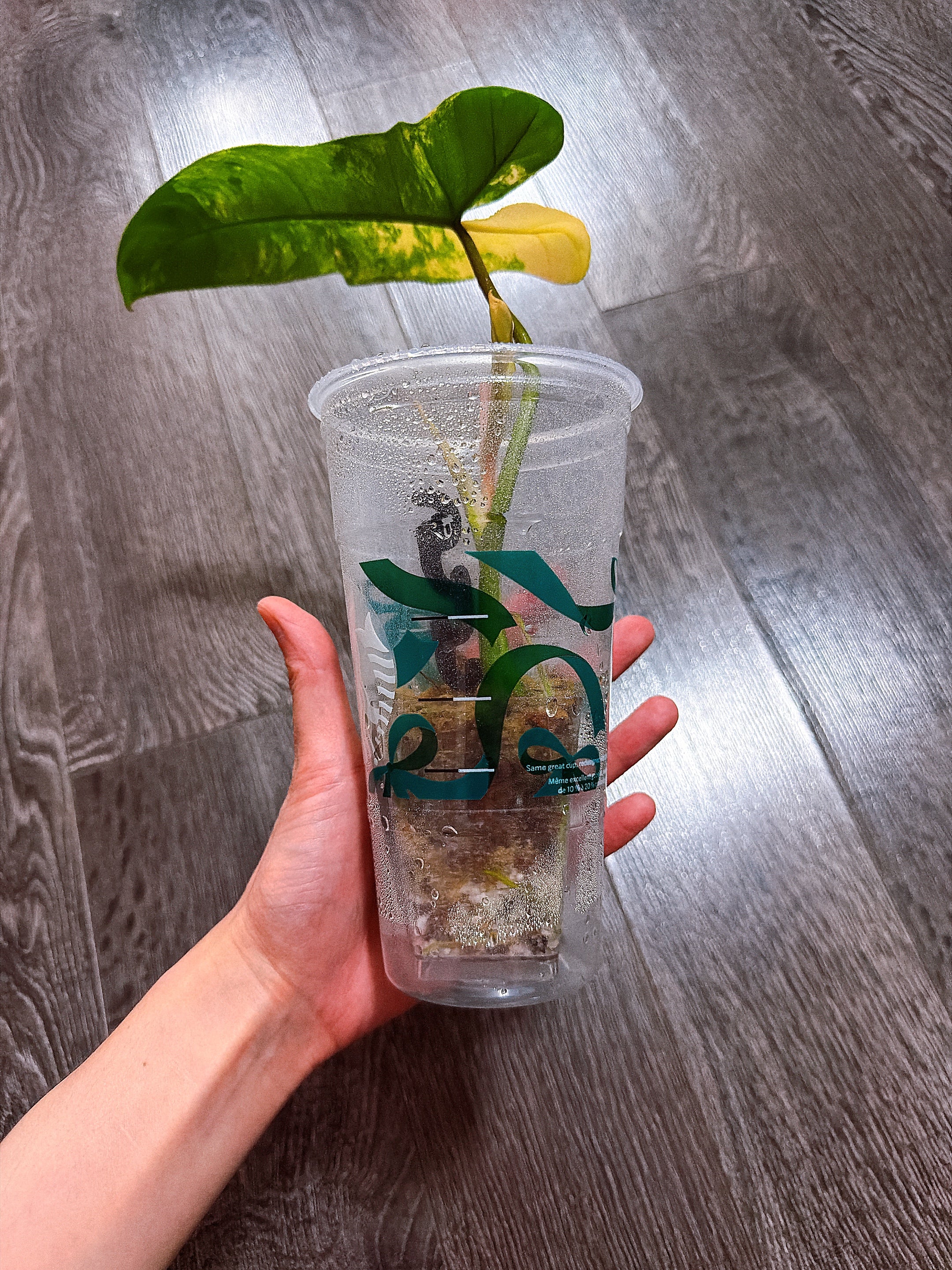 Philodendron Jennifer（P. Florida Beauty x P. Billiteae Var.）