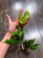 Amydrium Medium Mint Variegated - B