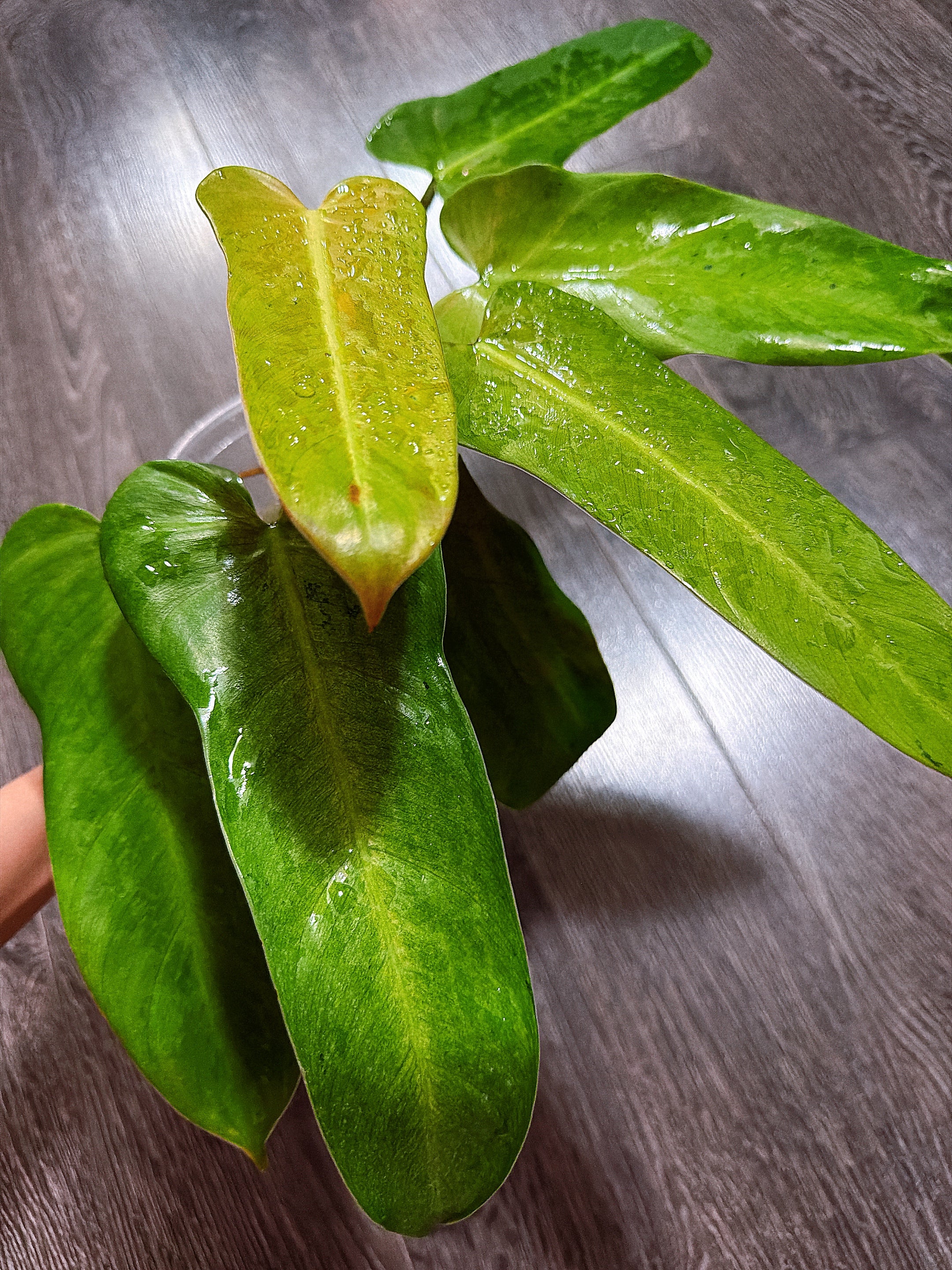Philodendron Whipple Way - Local Pickup and Delivery Only