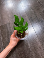 Rhaphidophora Tetrasperma Mint Variegated（Monstera Minima）